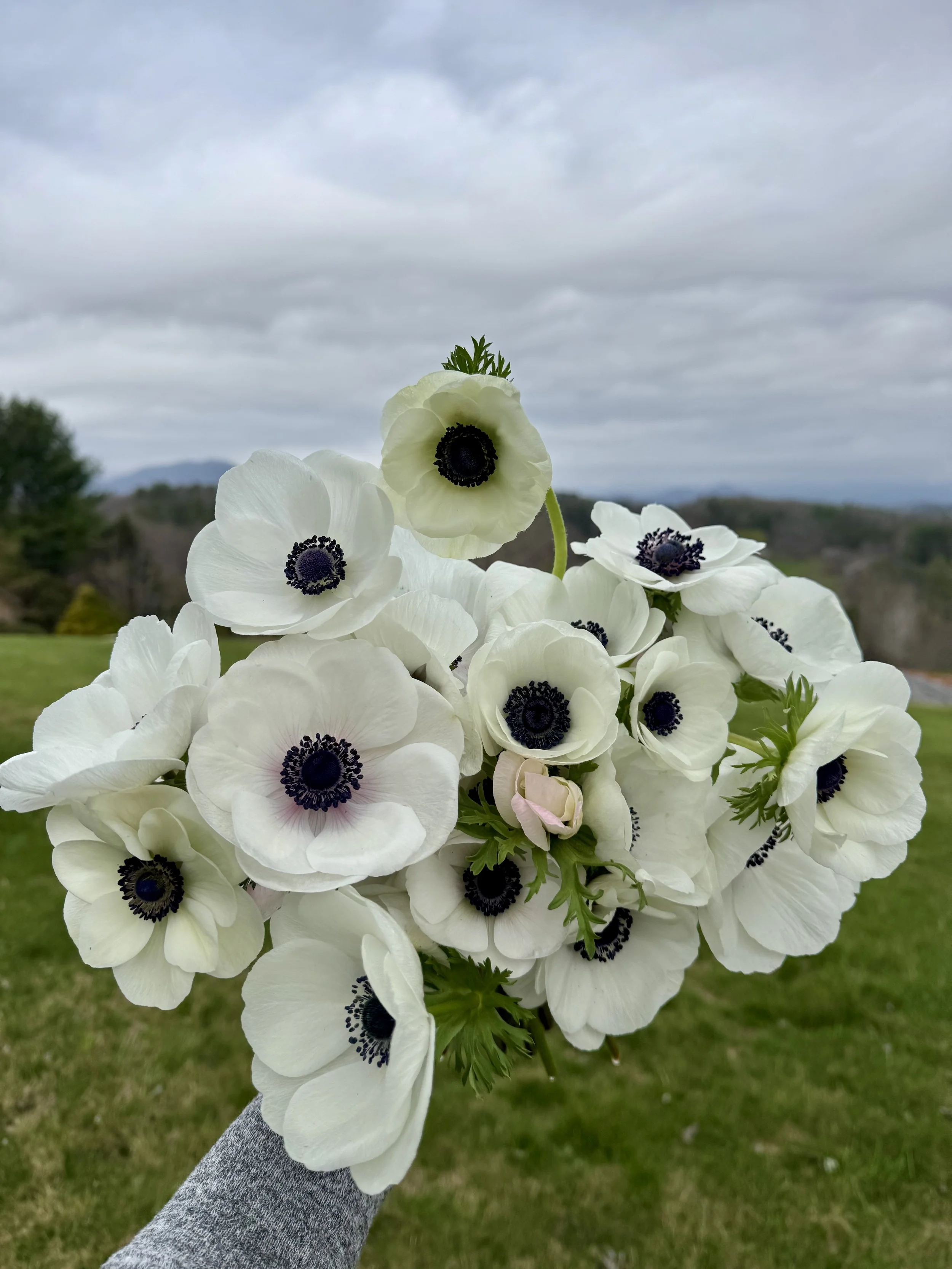 March, anemone blooming.jpeg