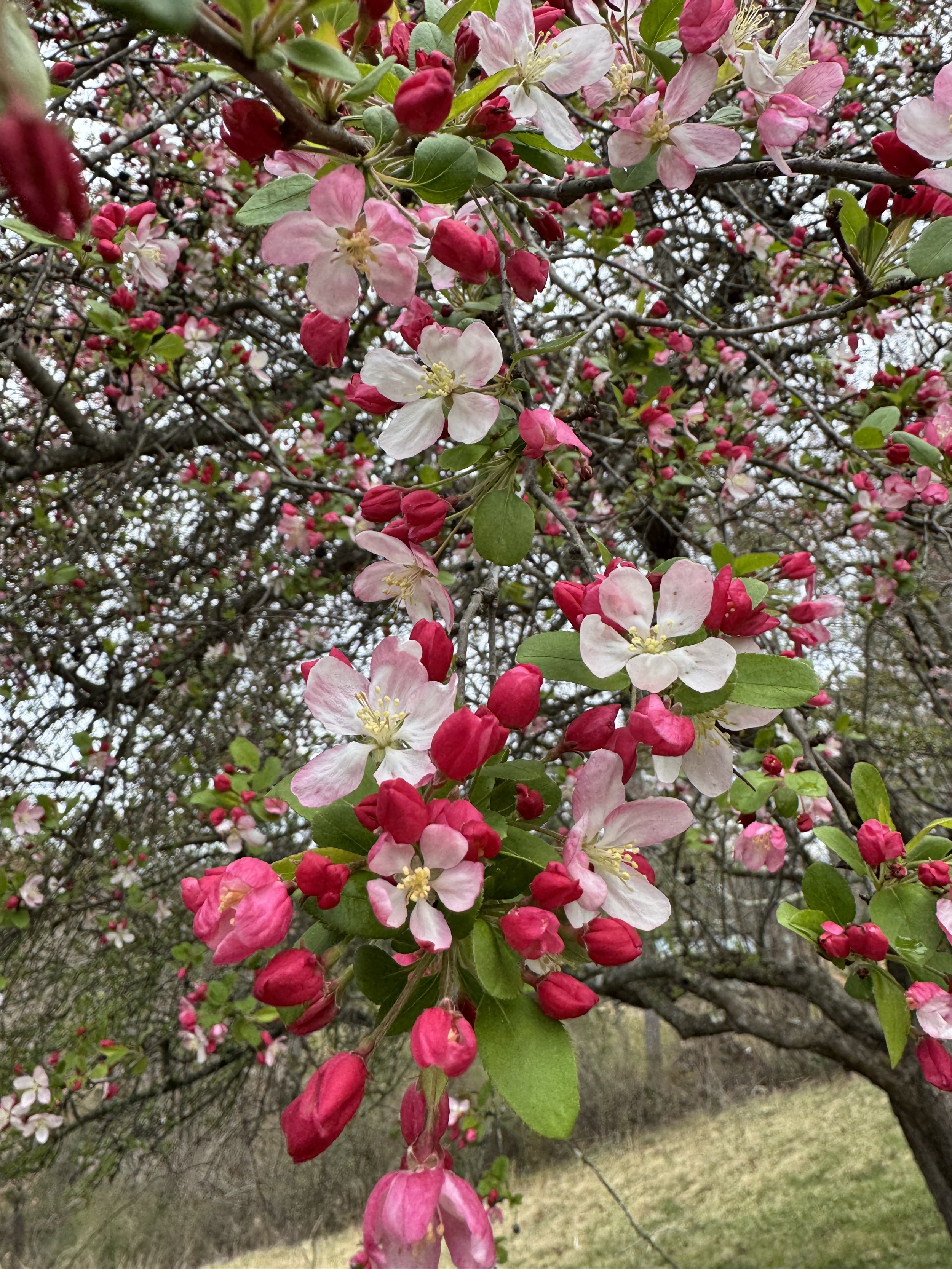 March, crabapple blooming.jpeg