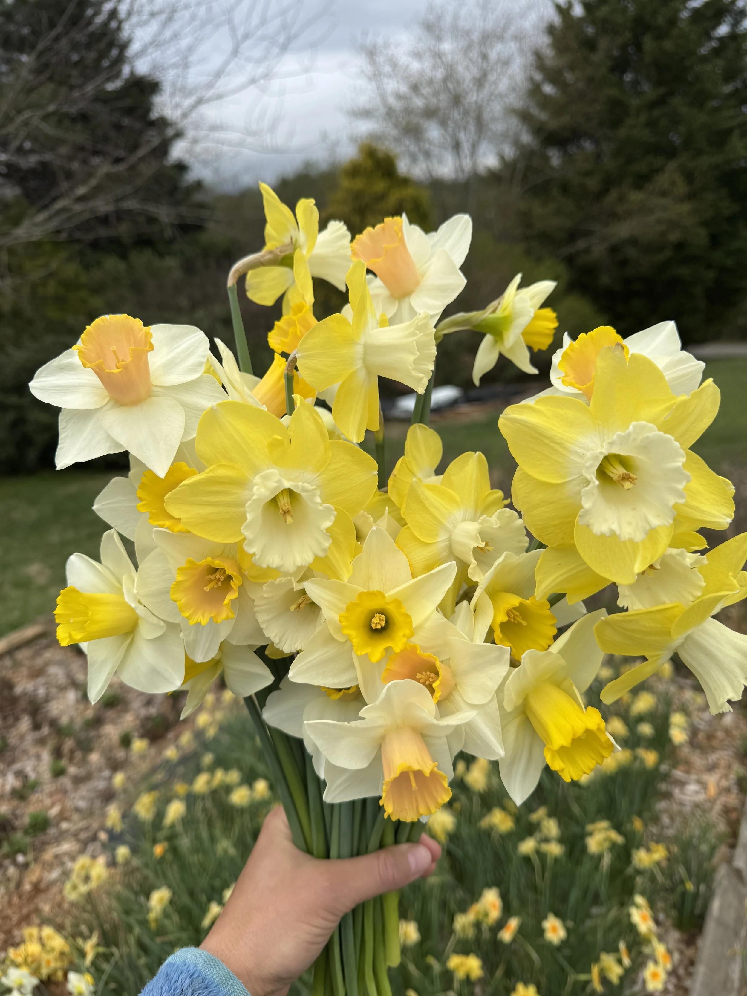 March, daffodils.jpeg