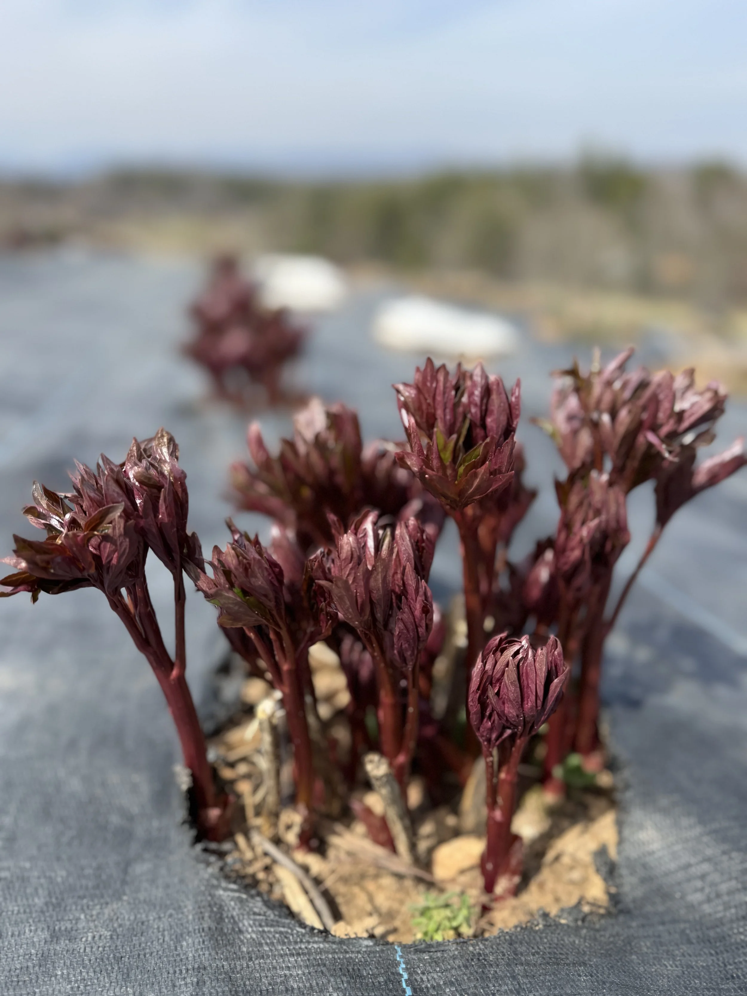 March, peonies sprouting.jpeg