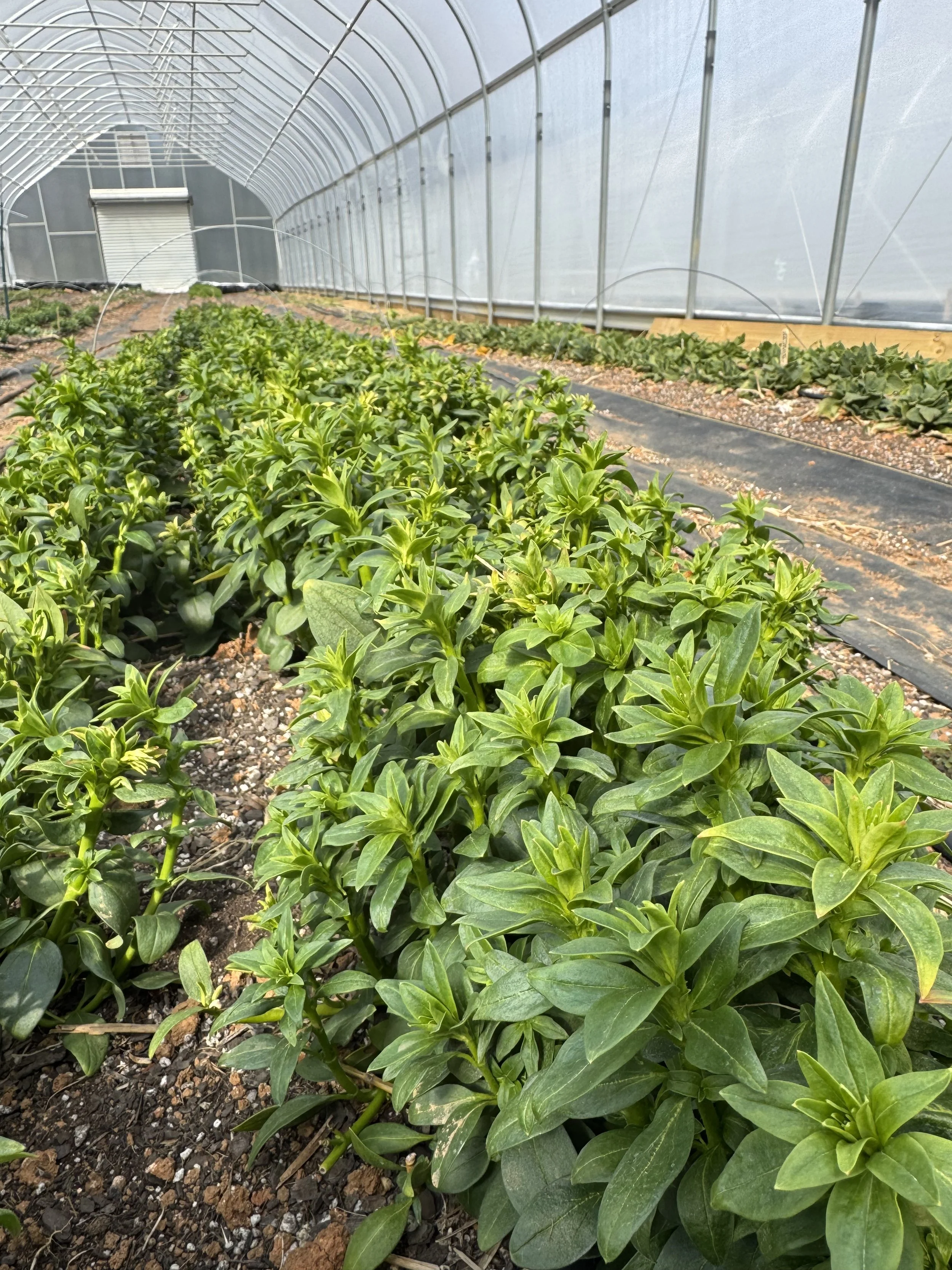 March, snaps growing in the high tunnel.jpeg