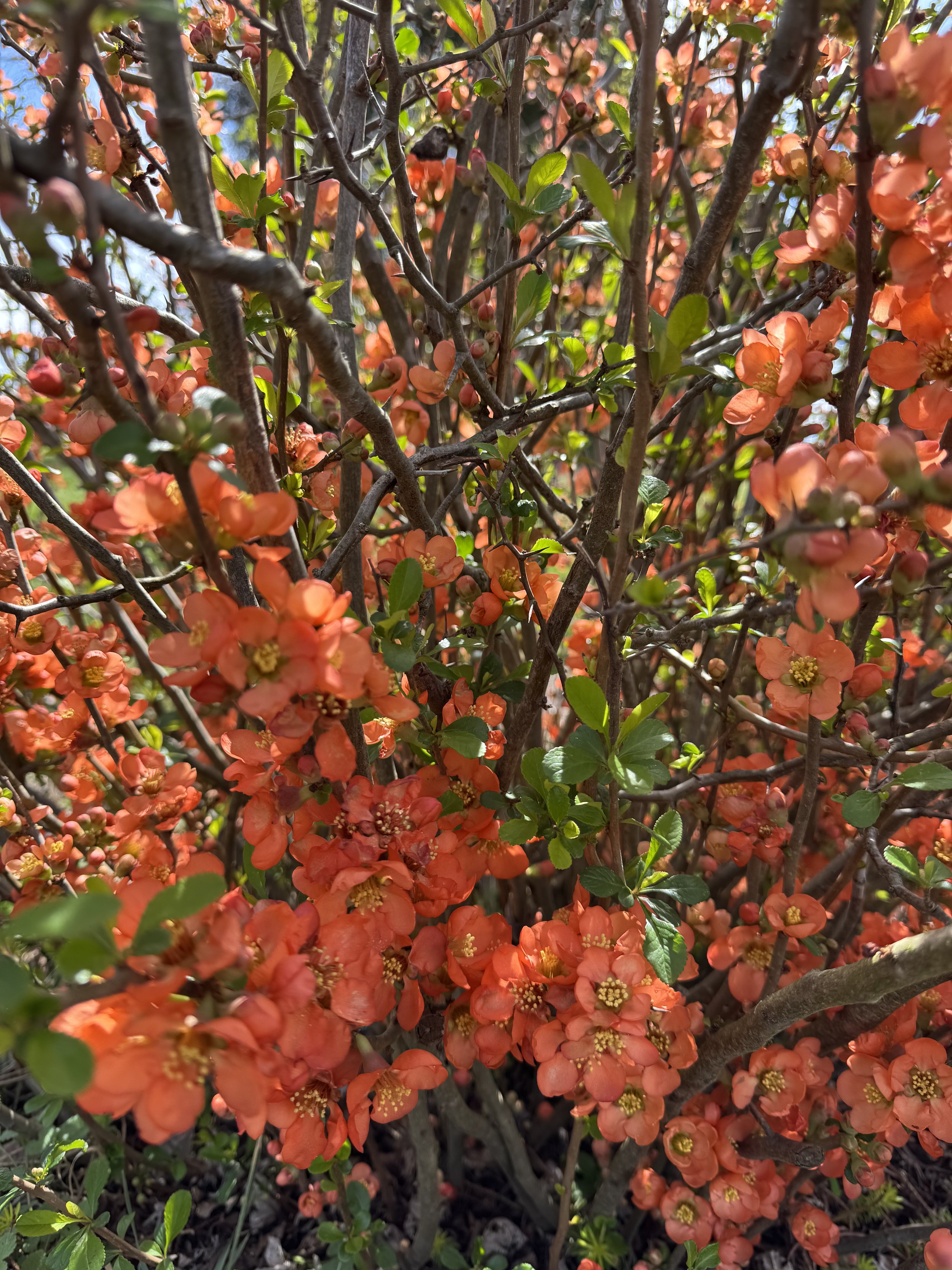 March, quince blooming.jpeg