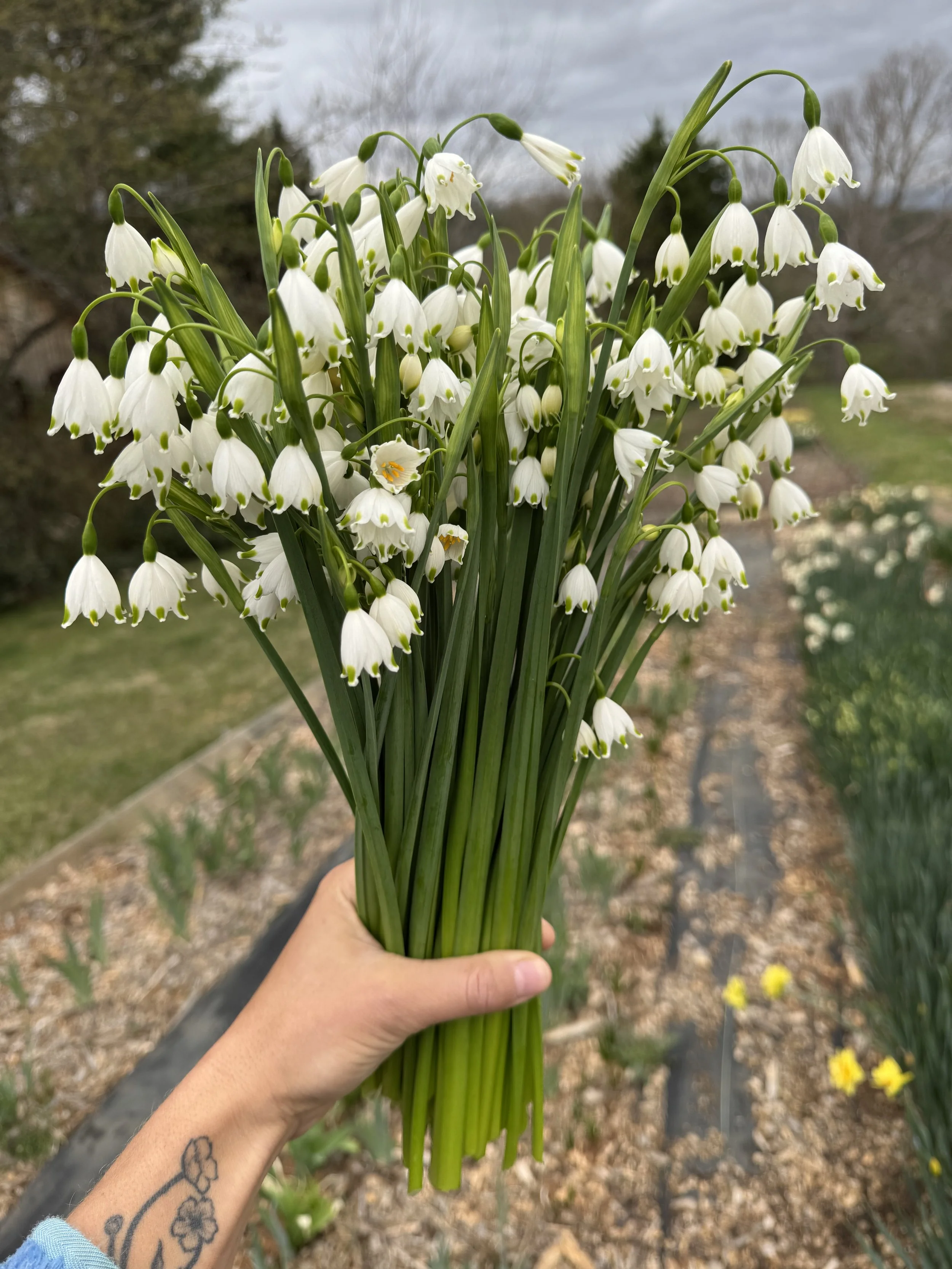 March, snowdrops.jpeg