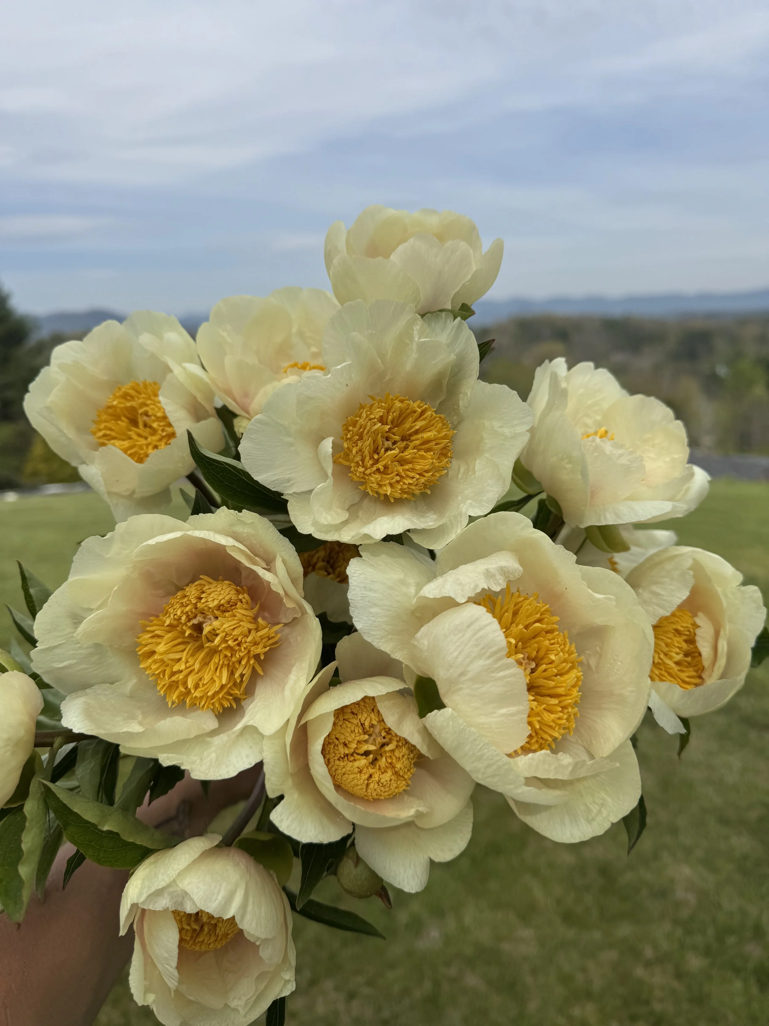 April, peony Claire de Lune.jpeg