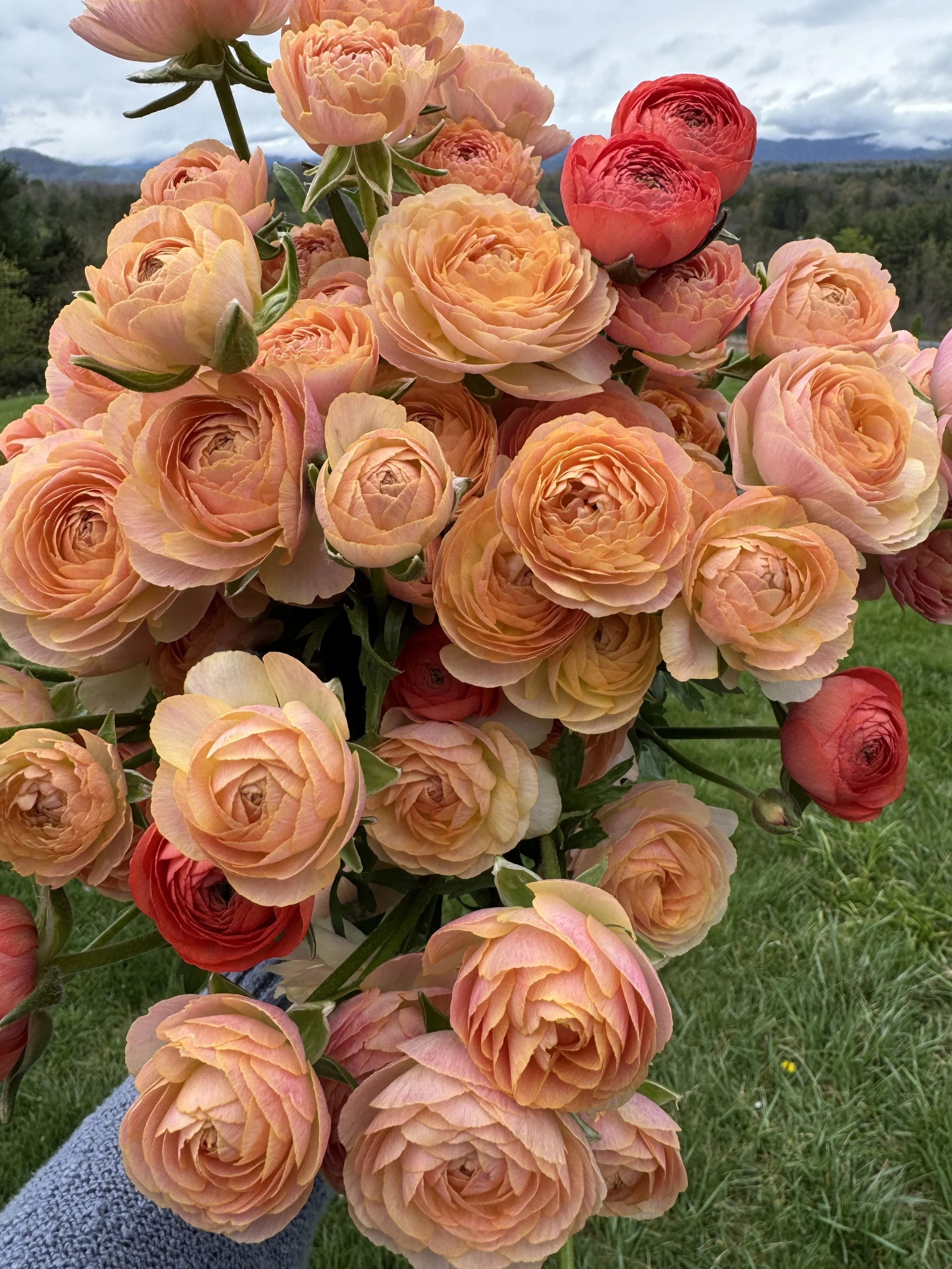 April, ranunculus.jpeg