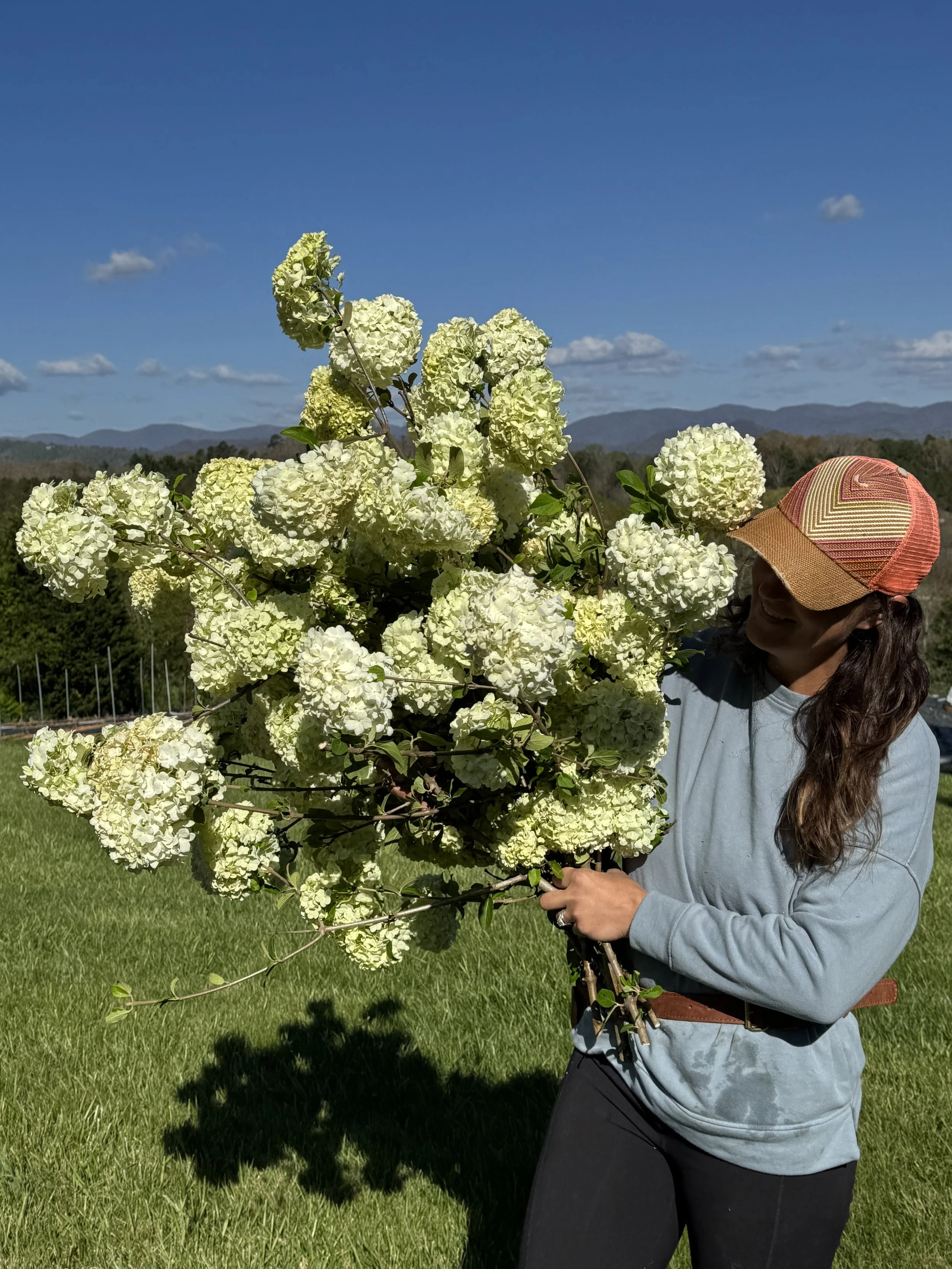 April, woodies blooming like snowball hydrangea.jpeg