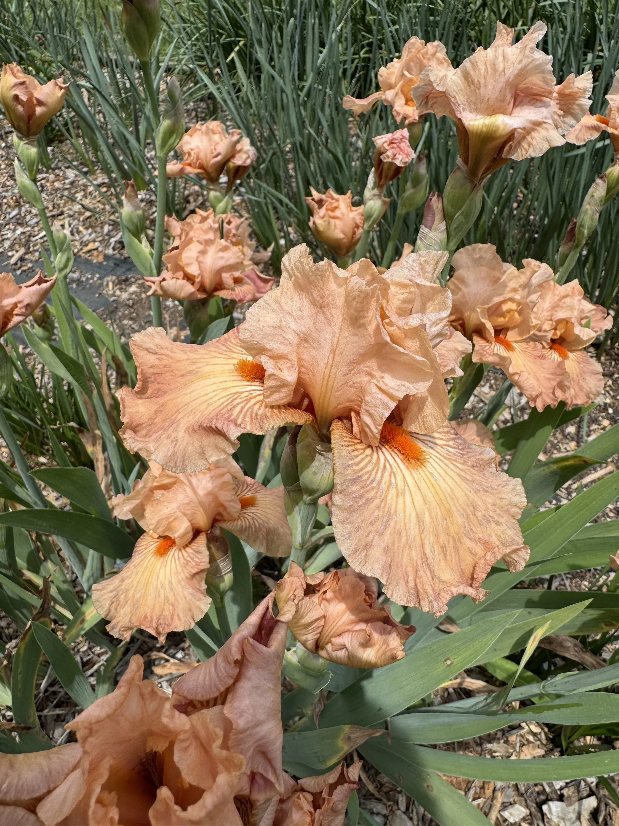 May, bearded iris.jpeg
