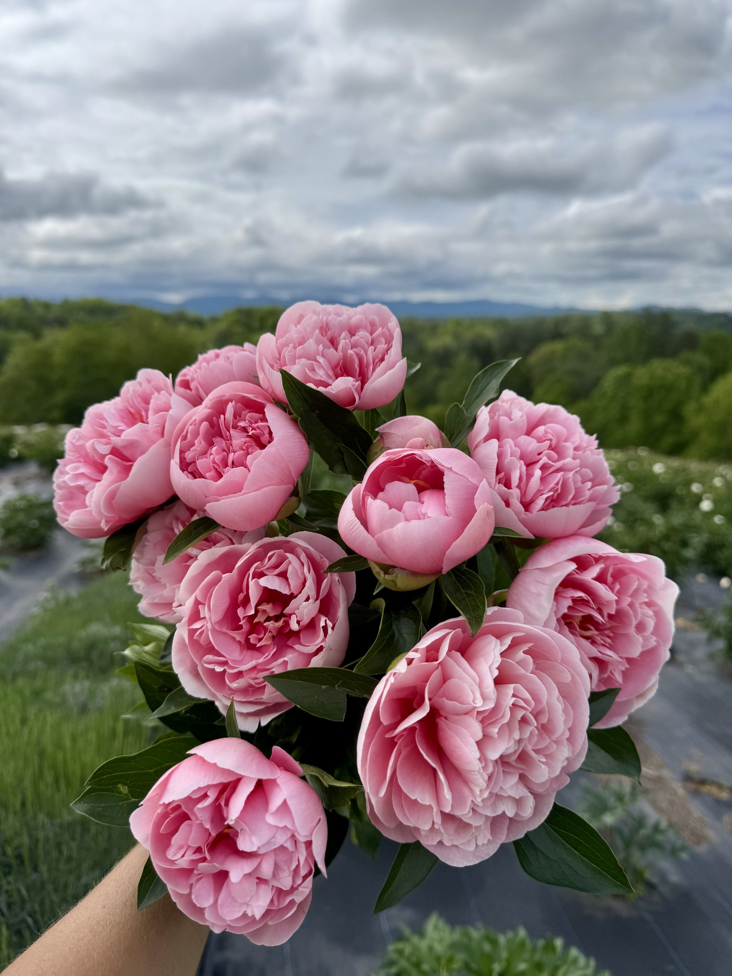May, Etched Salmon peony.jpeg