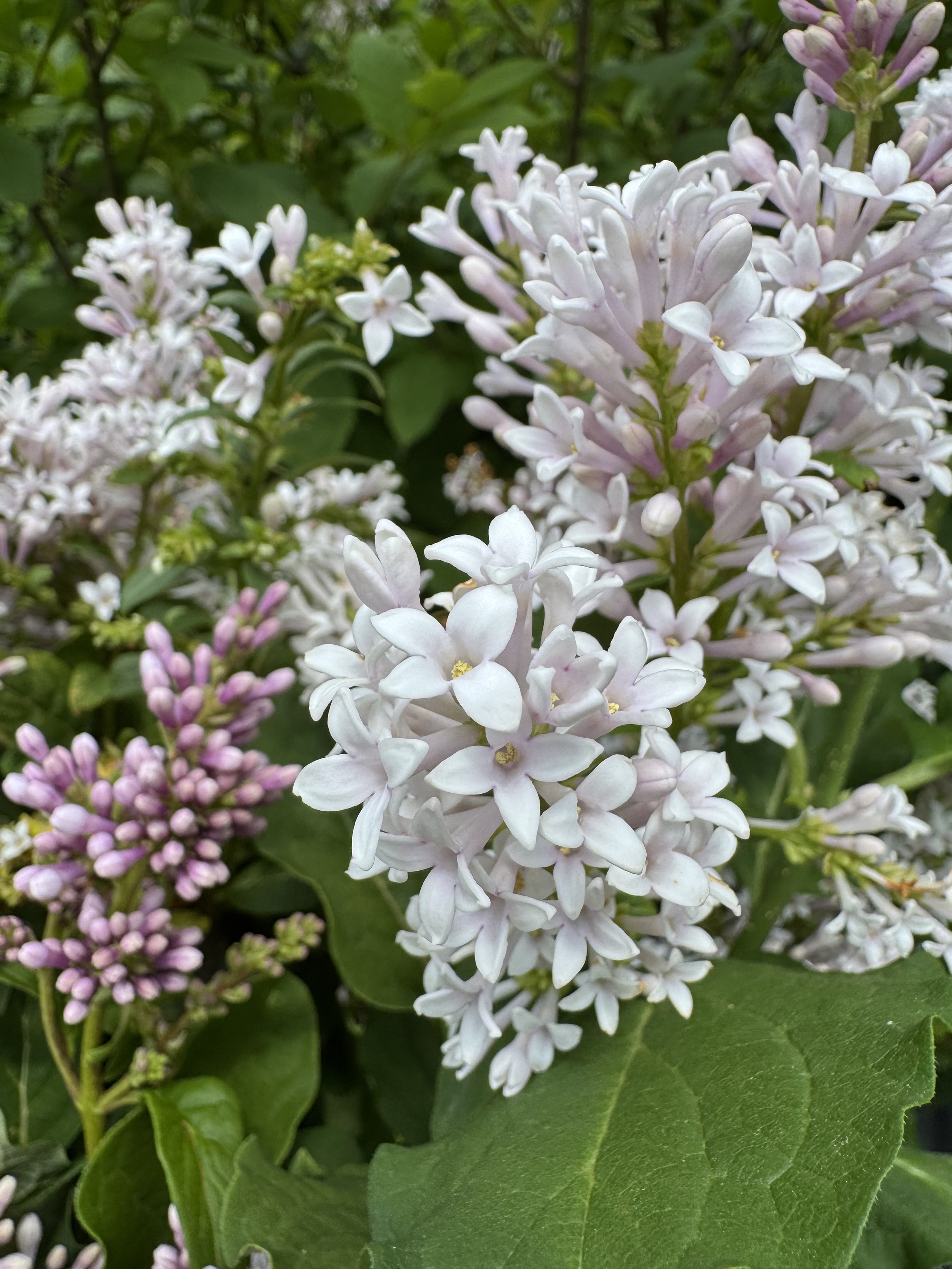 May, final lilac.jpeg