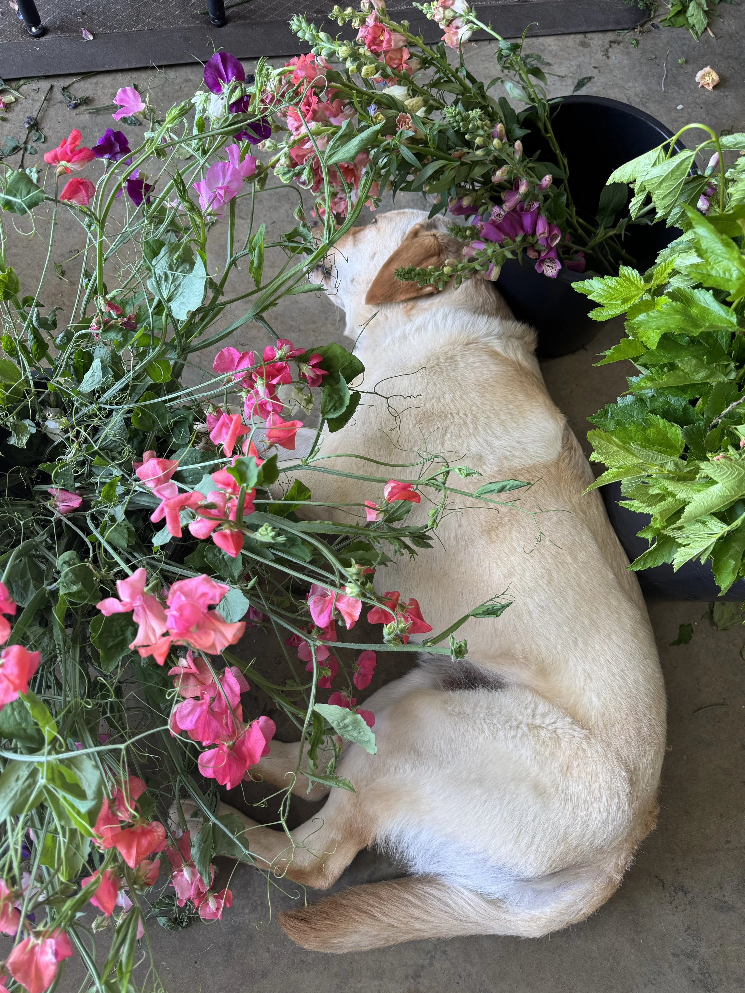 May, farm dog Harvey napping in the sweet peas.jpeg