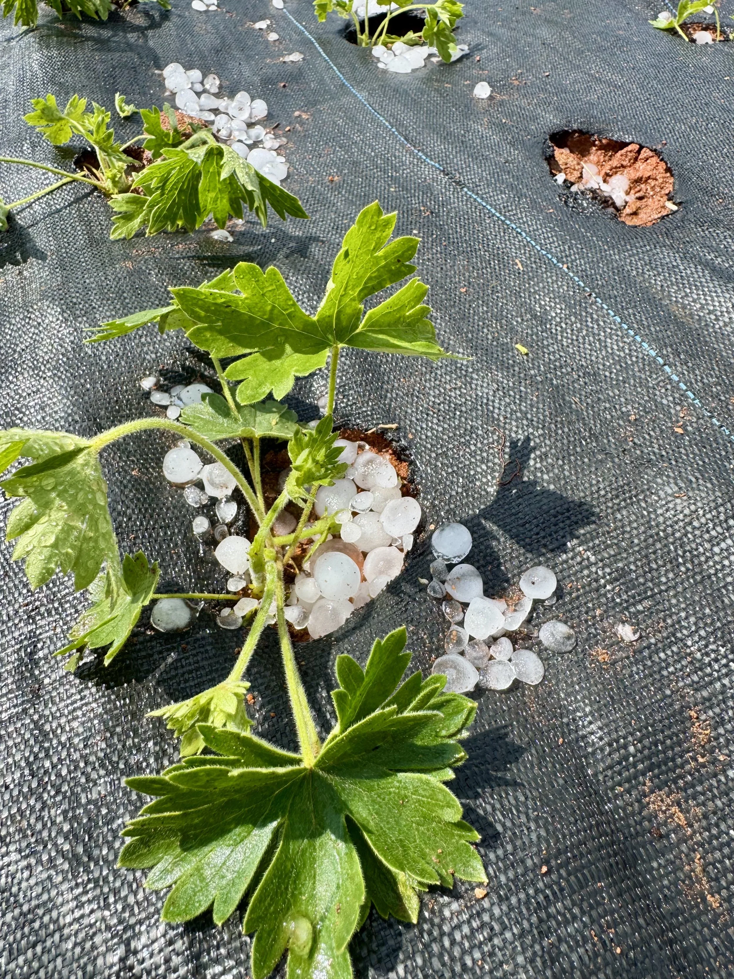 May, hail storm.jpeg