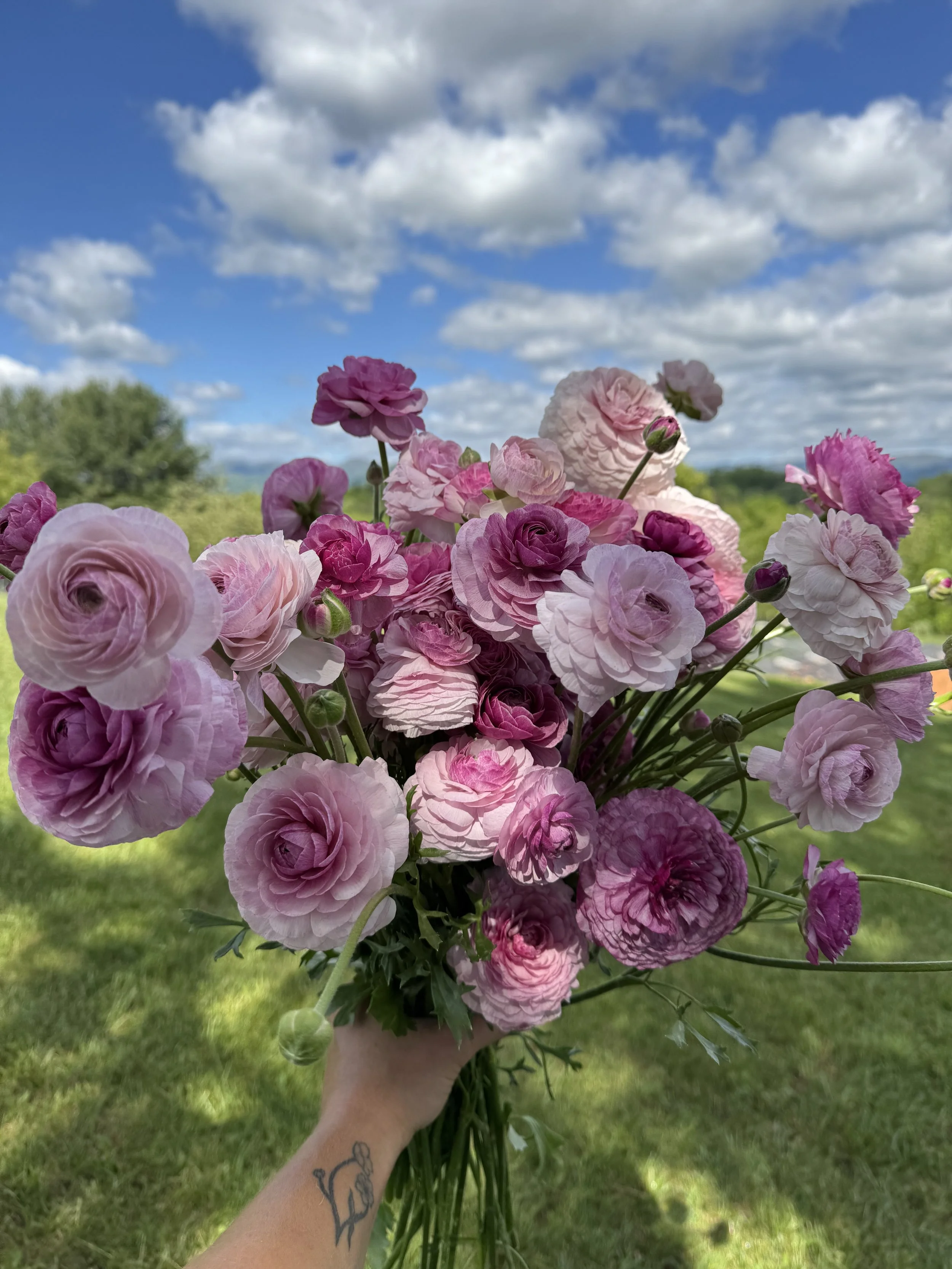 May, more ranunculus.jpeg