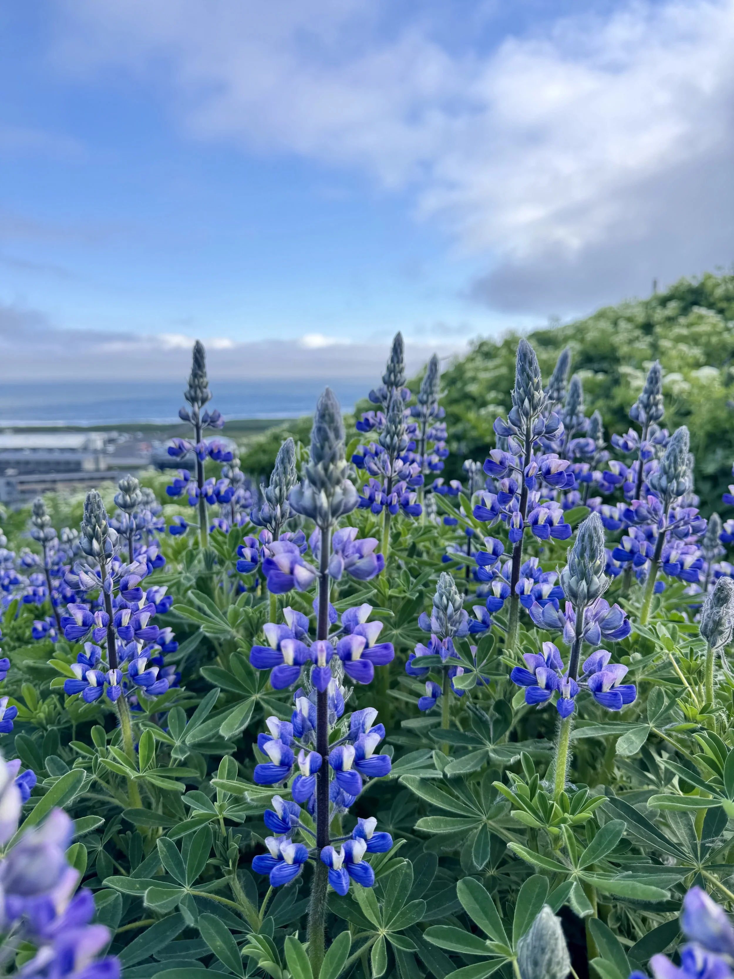 May, personal trip to Iceland.jpeg