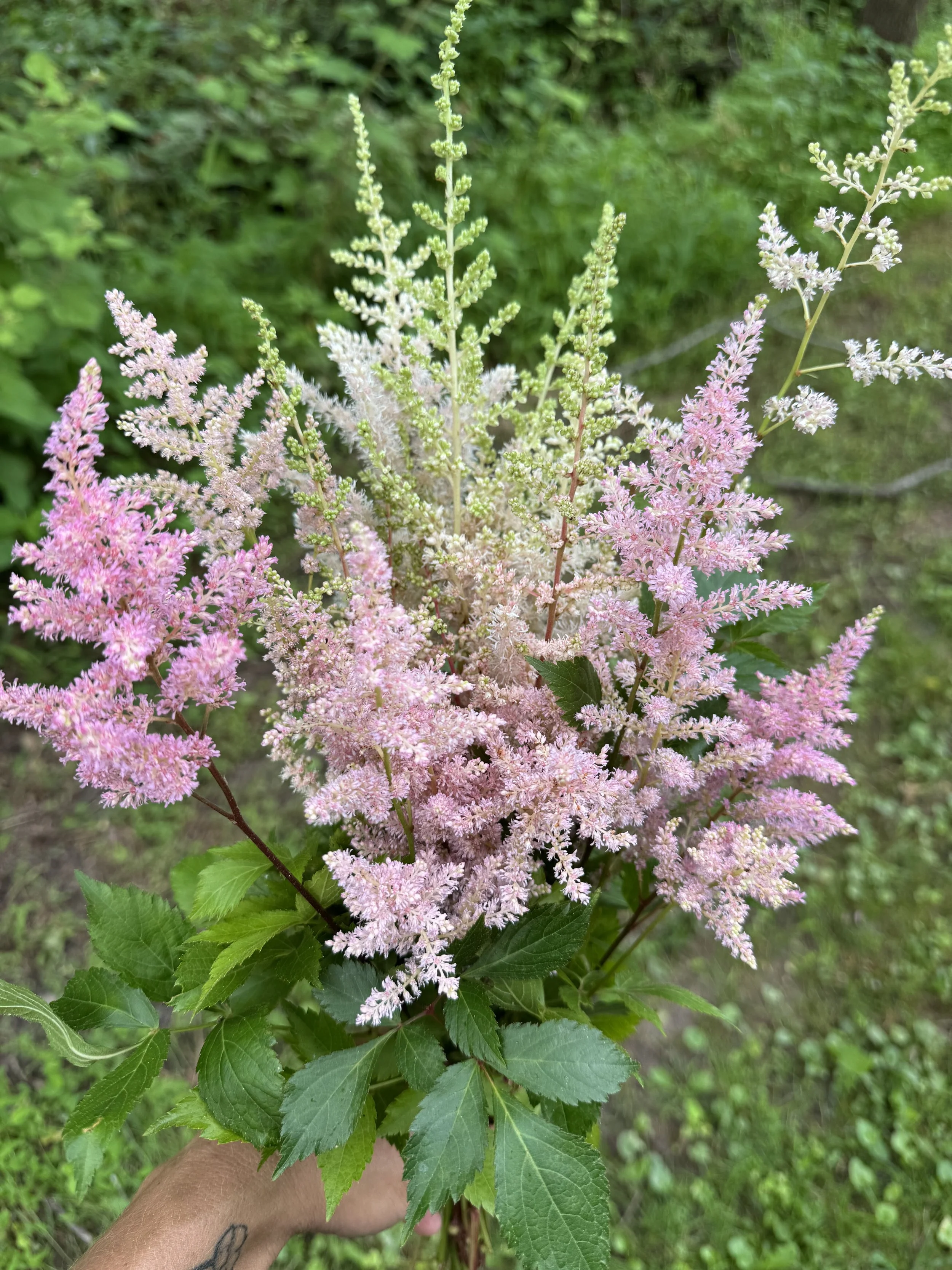 June, astilbe.jpeg