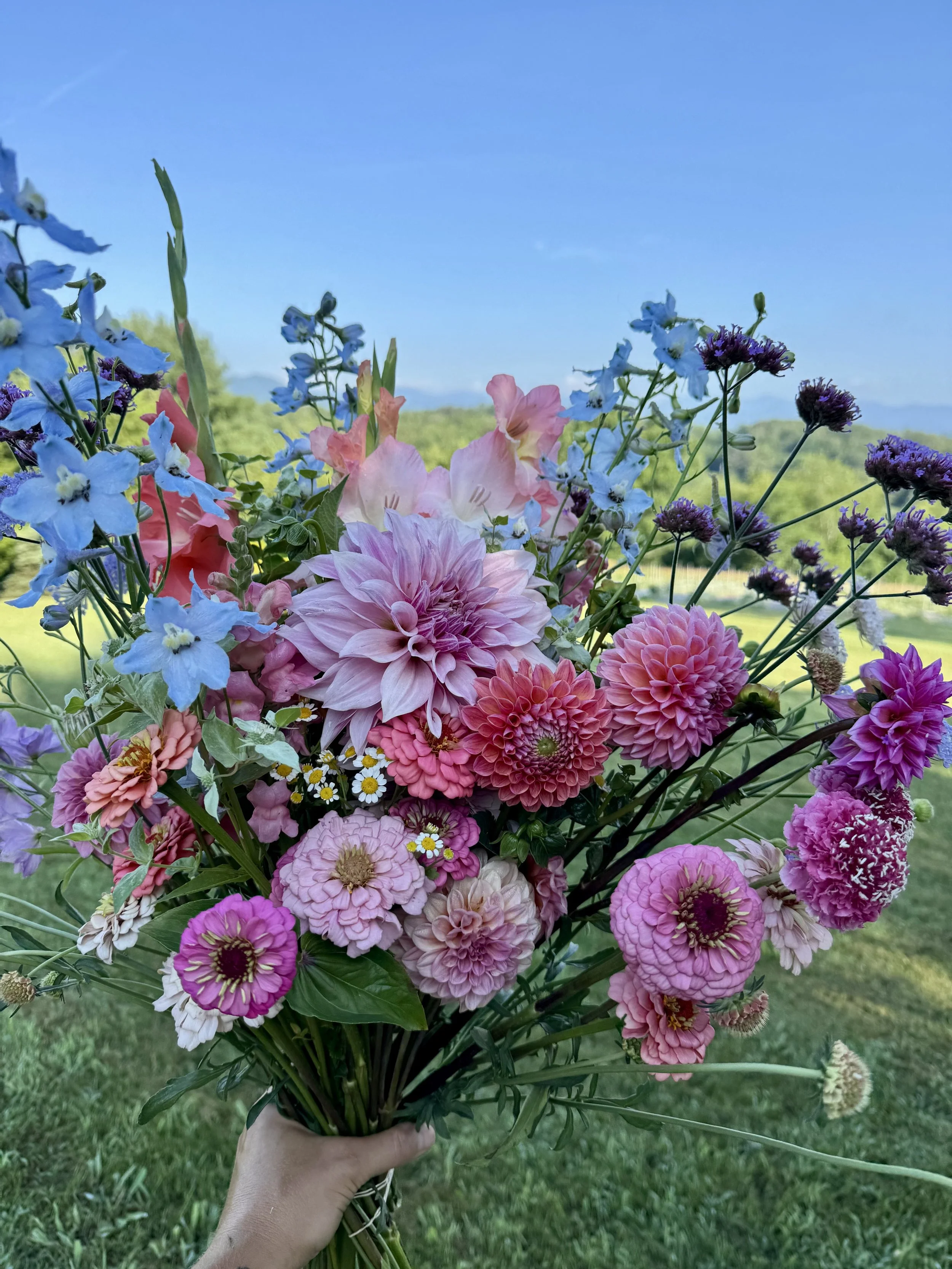 June, first of the dahlias.jpeg