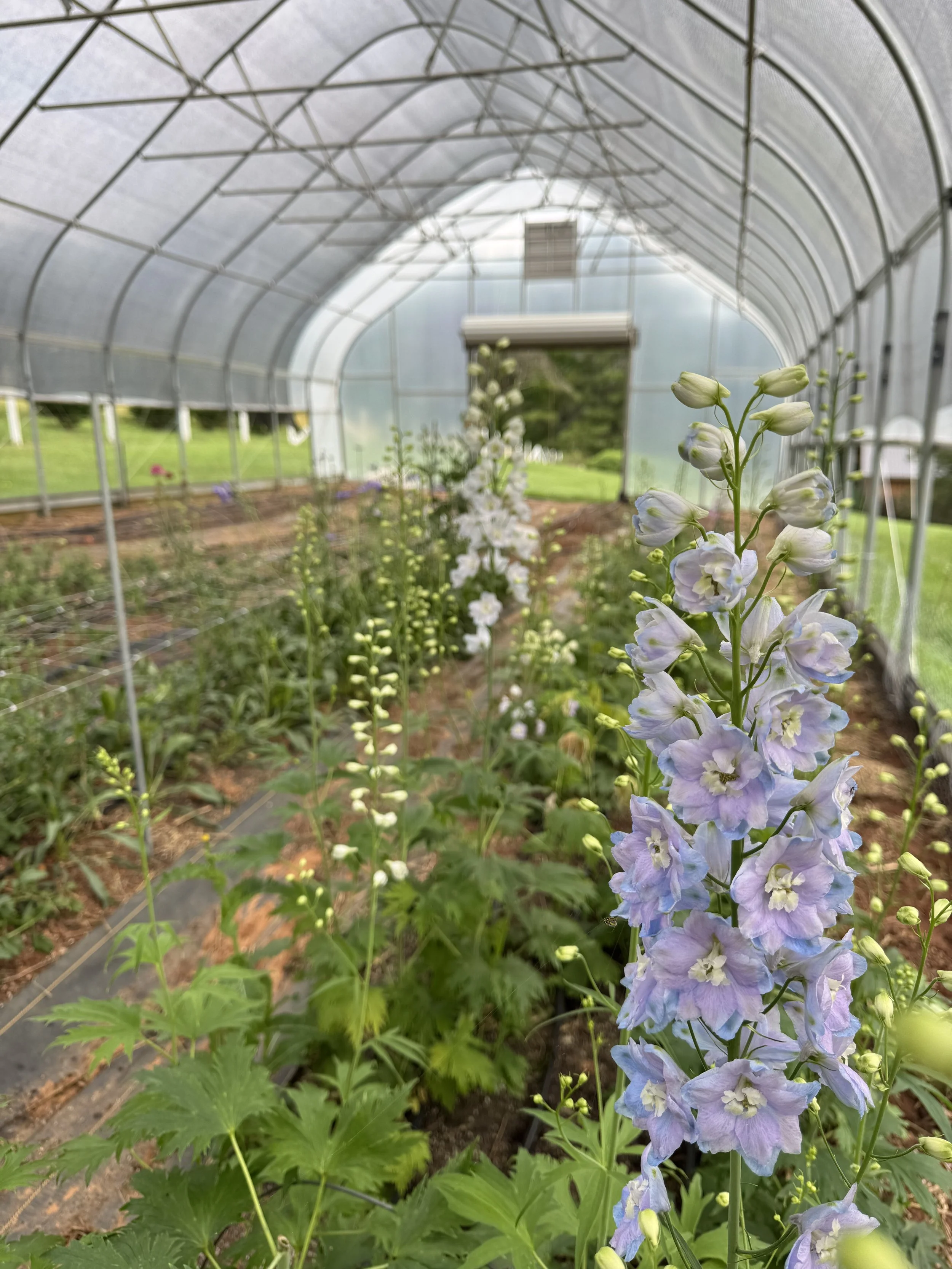 June, giant delphinium.jpeg