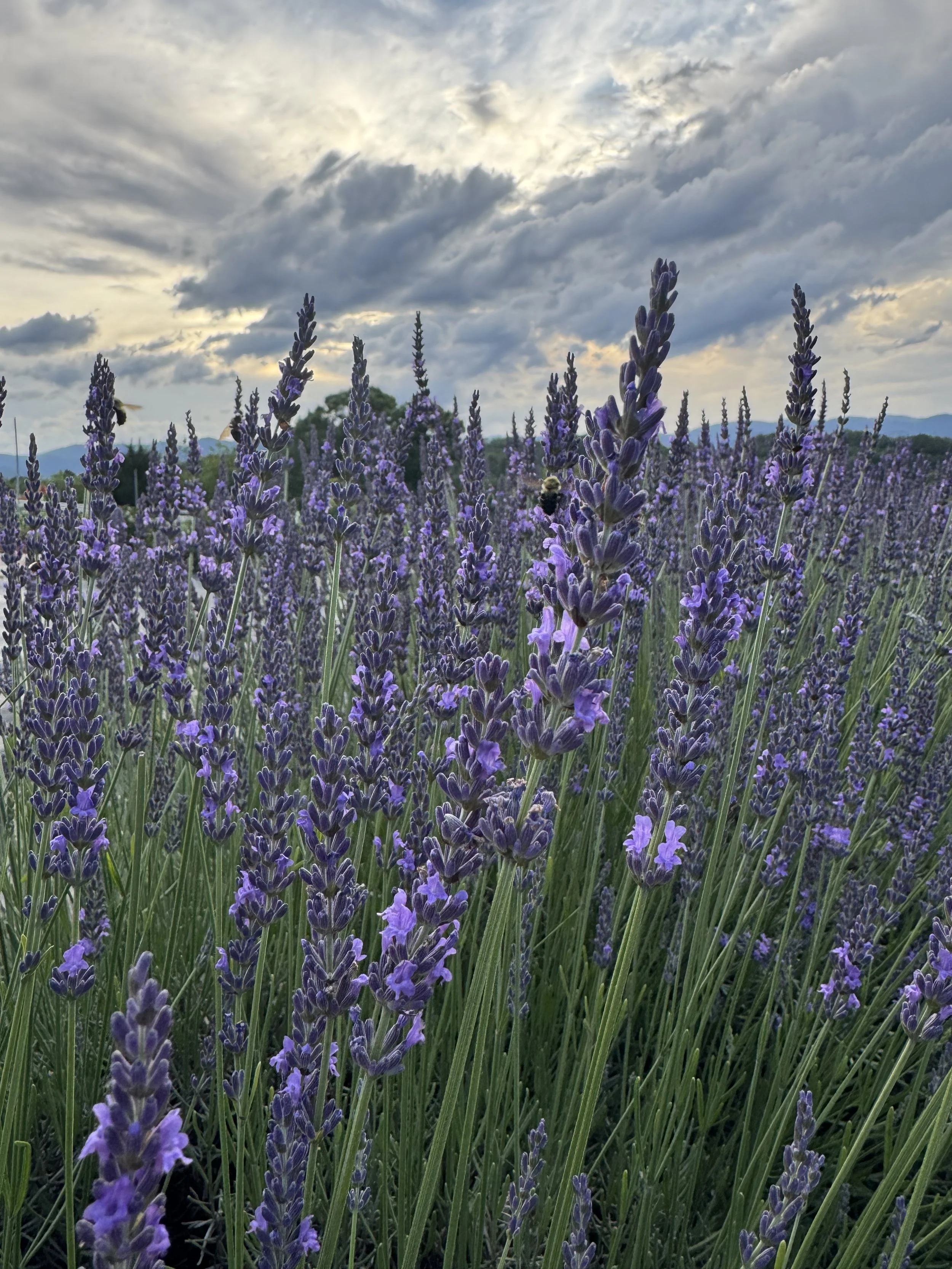 June, lavender season.jpeg