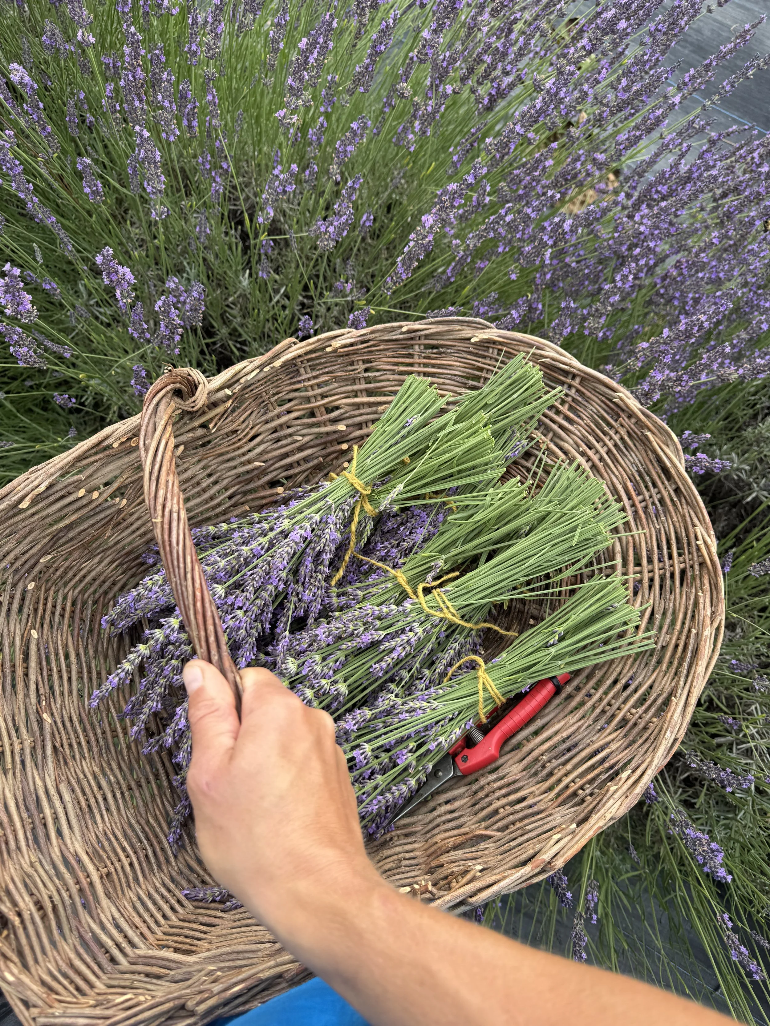 June, lavender harvest.jpeg