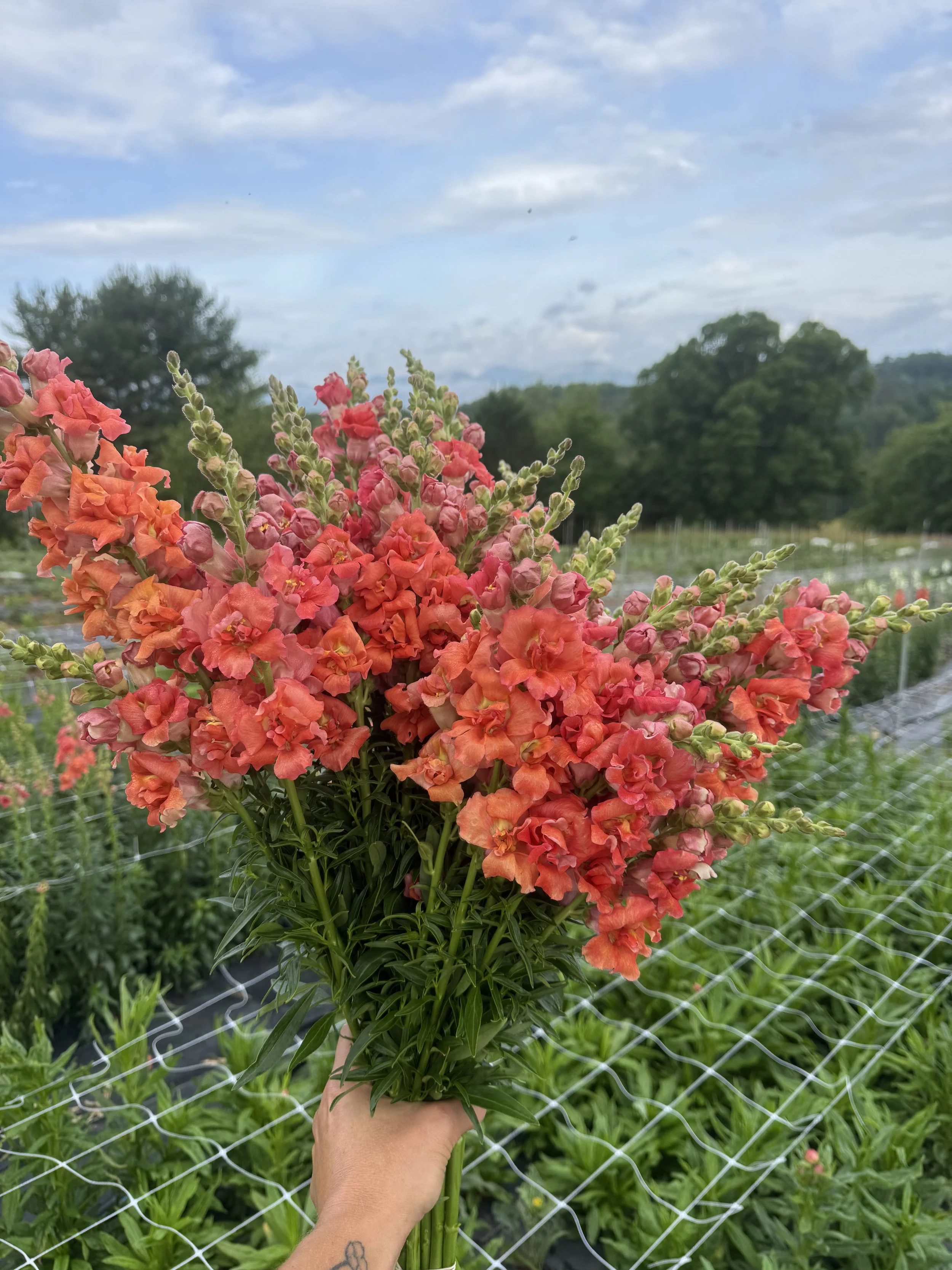 June, loads of snapdragons.jpeg