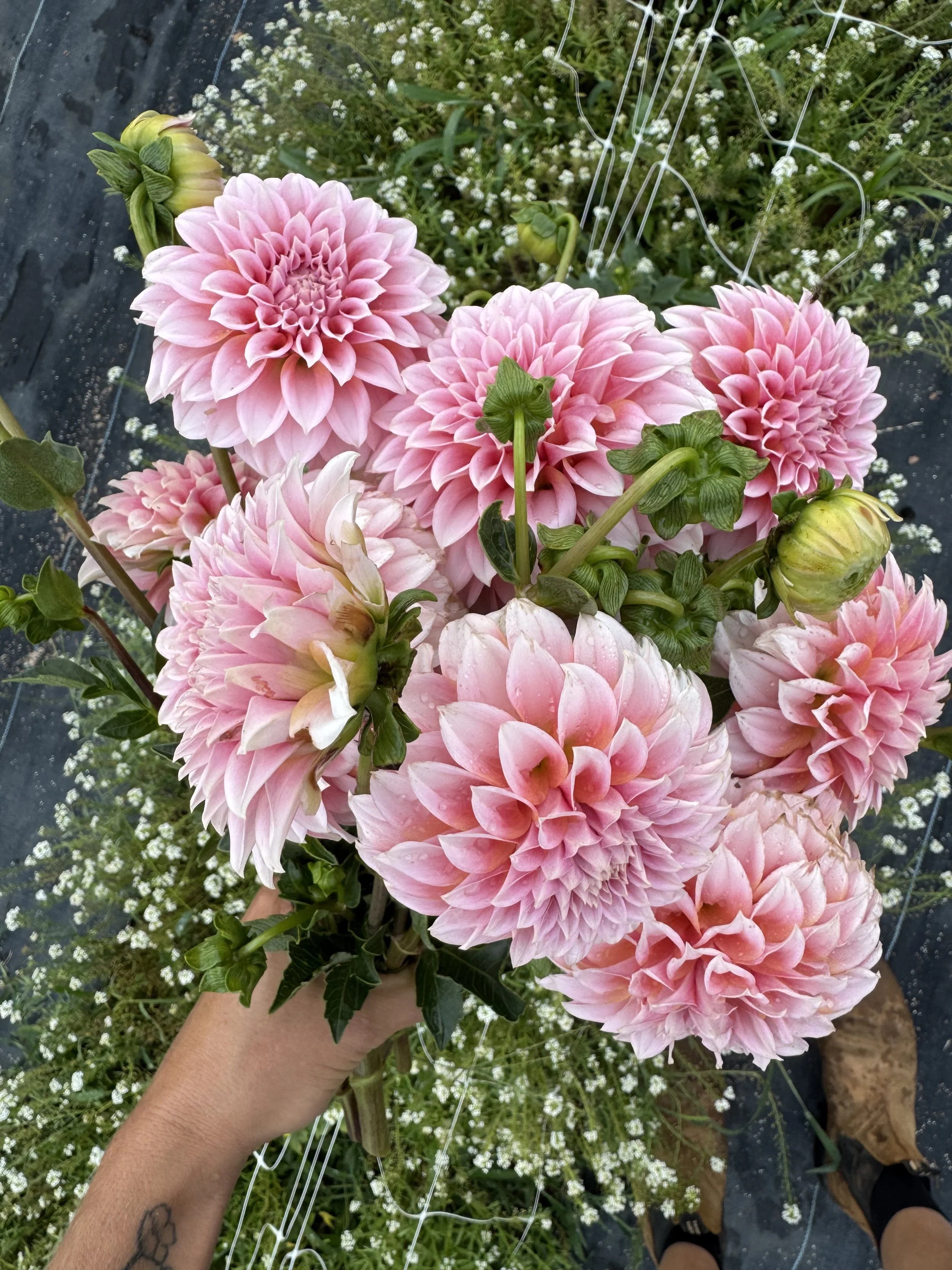 July dahlias.jpeg
