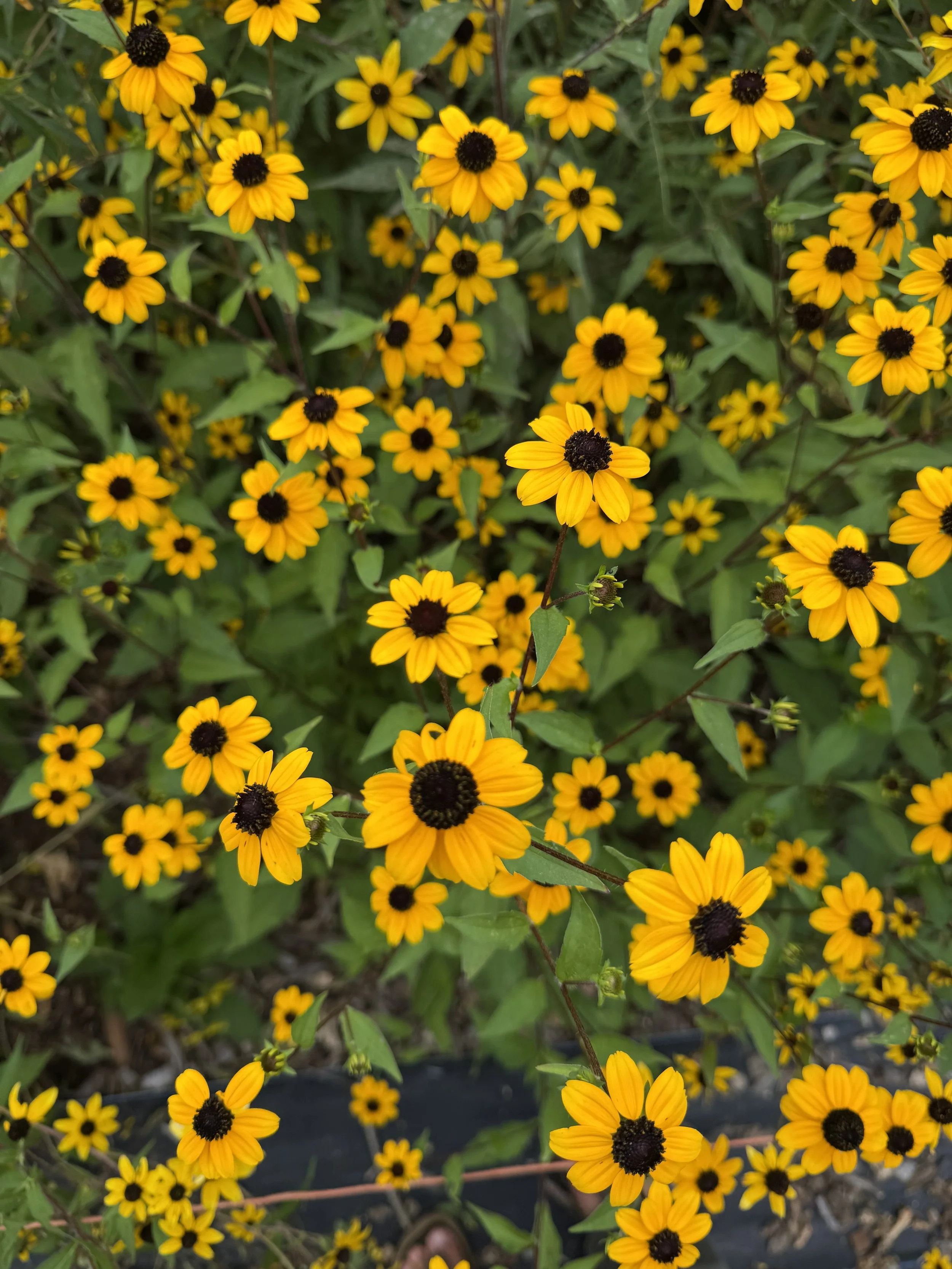 July rudbeckia.jpeg