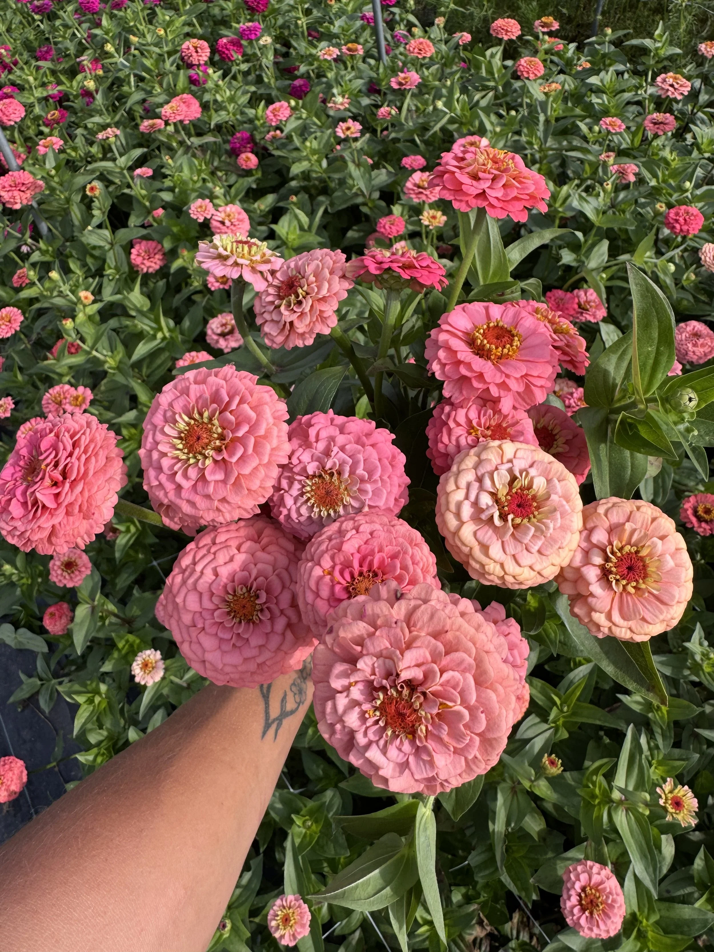 Aug, all the zinnias.jpeg