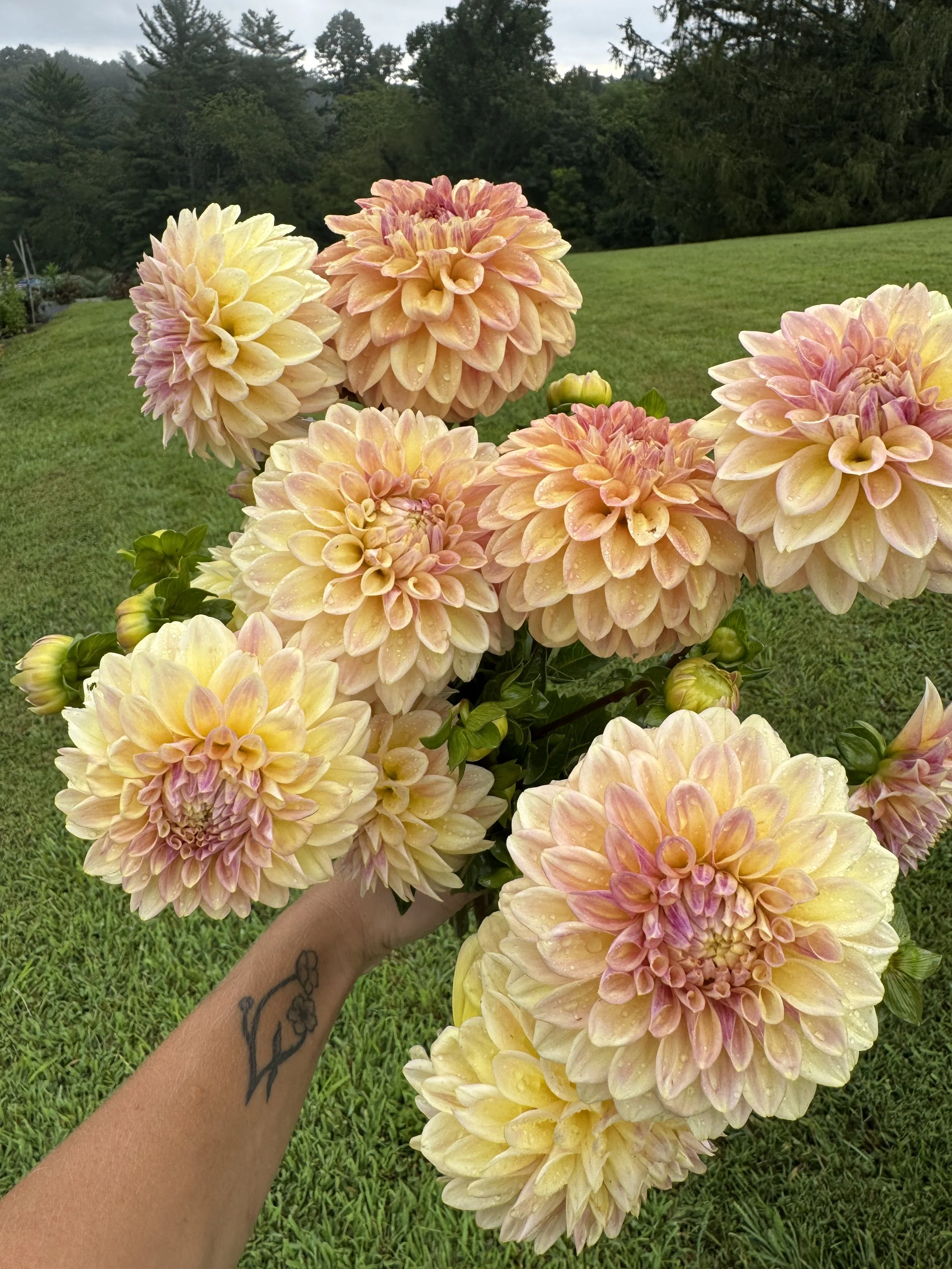 Aug, dahlias.jpeg