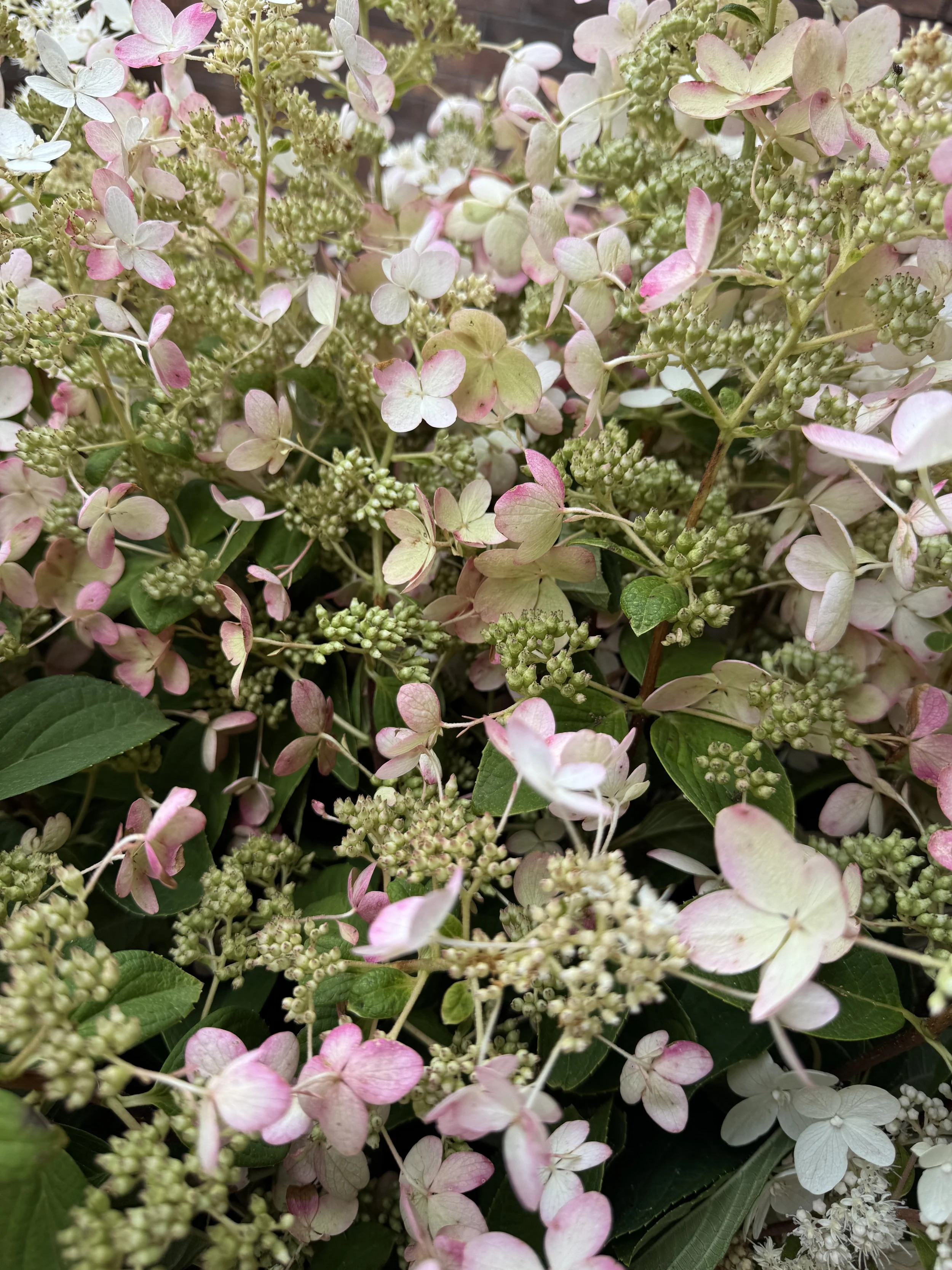 Aug, hydrangea.jpeg