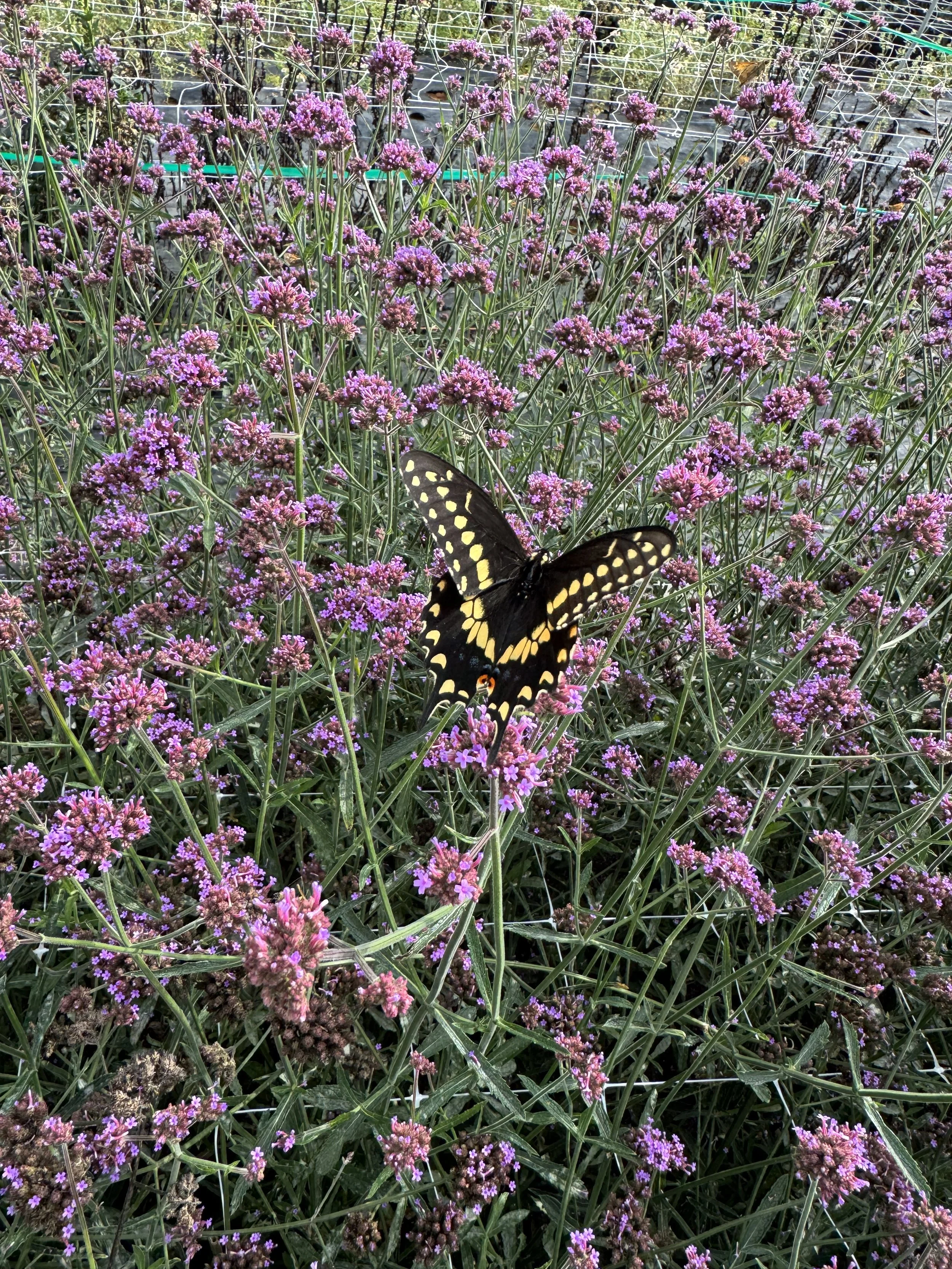 Aug, MVP flower of the season verbena.jpeg