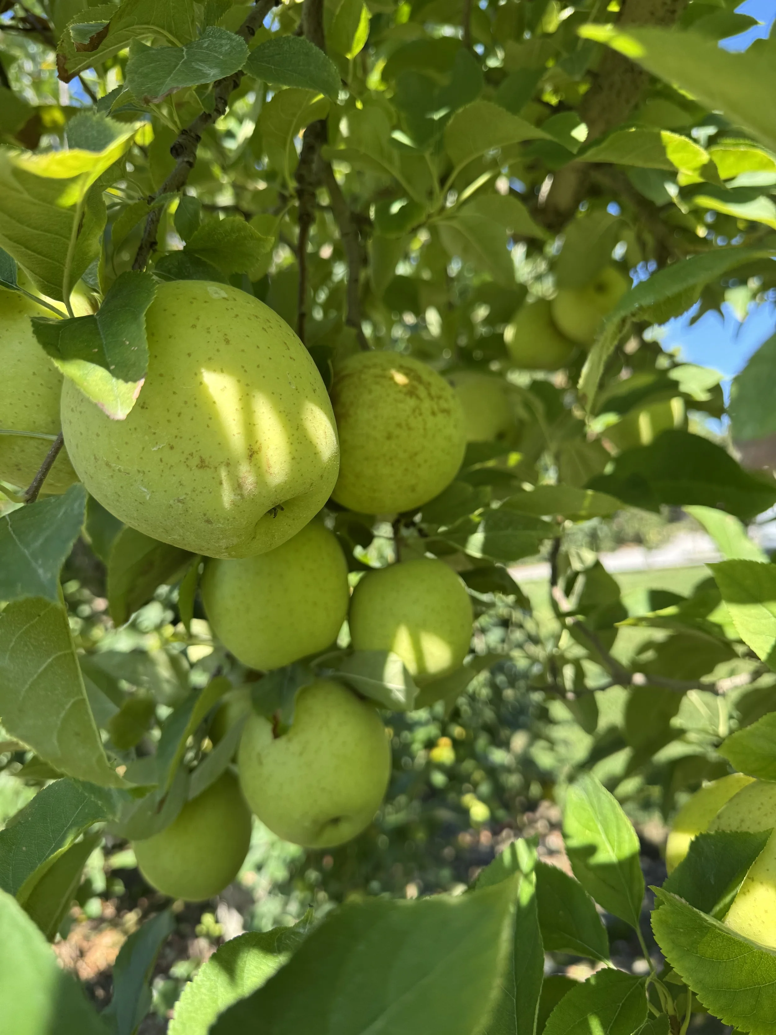 Sept, Holt Orchard apples.jpeg