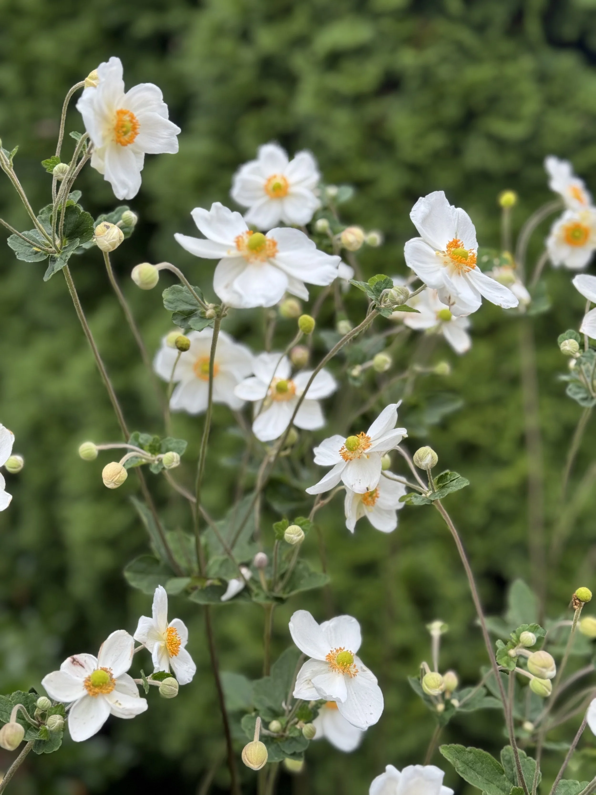 Sept, japanese anemone.jpeg