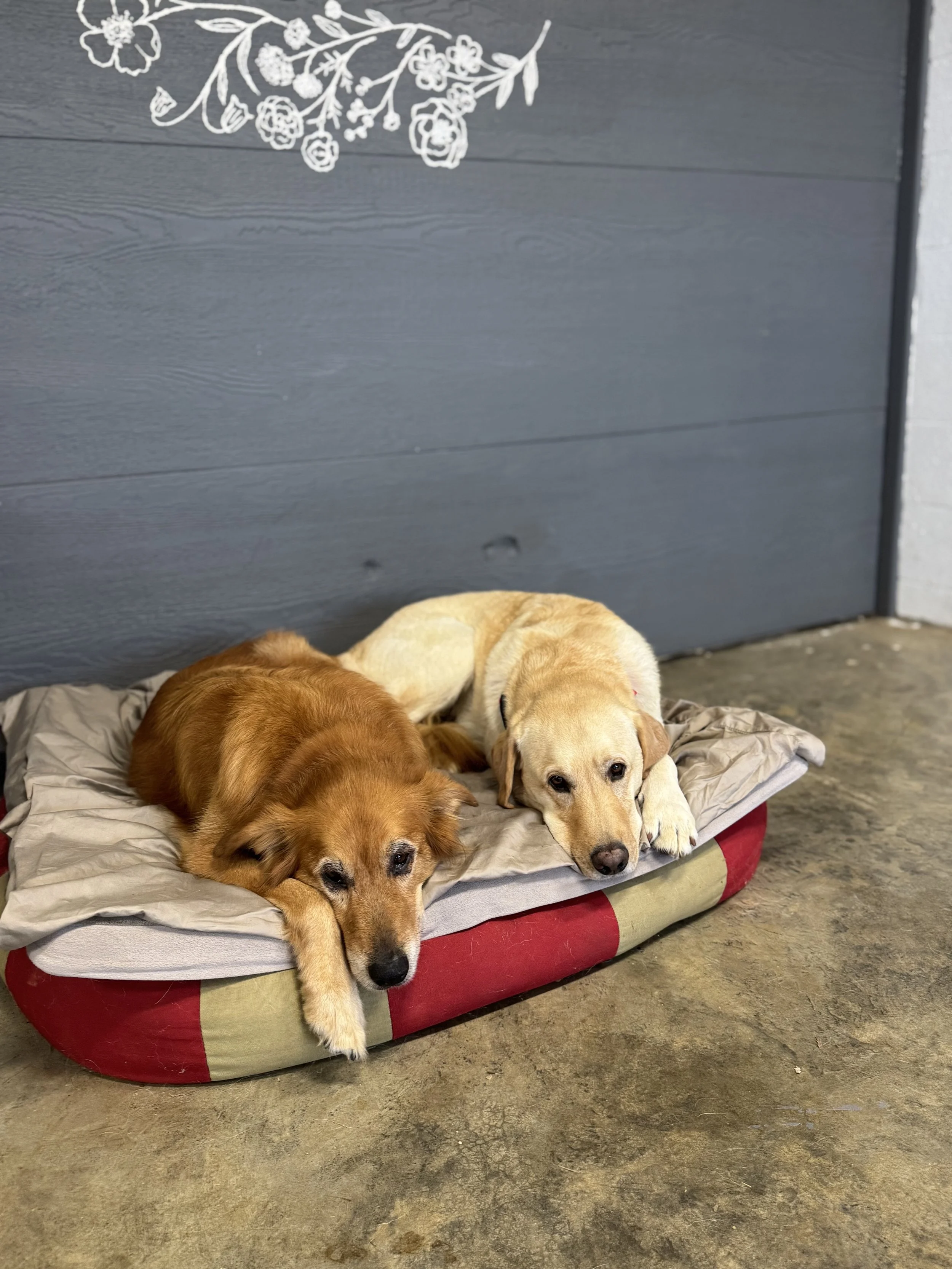 Sept, sleepy farm dogs.jpeg