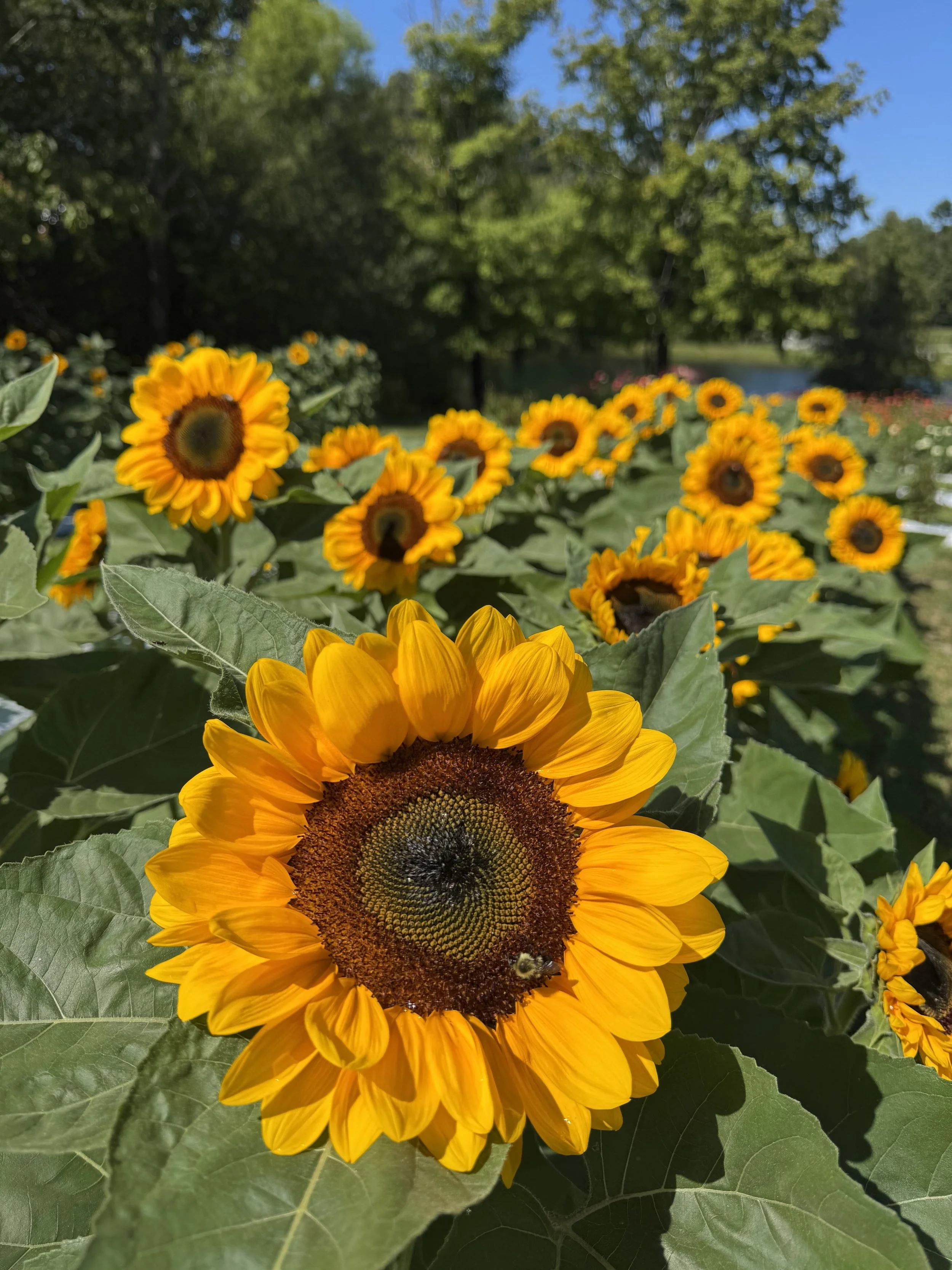 Sept, visiting Holt Orchards.jpeg