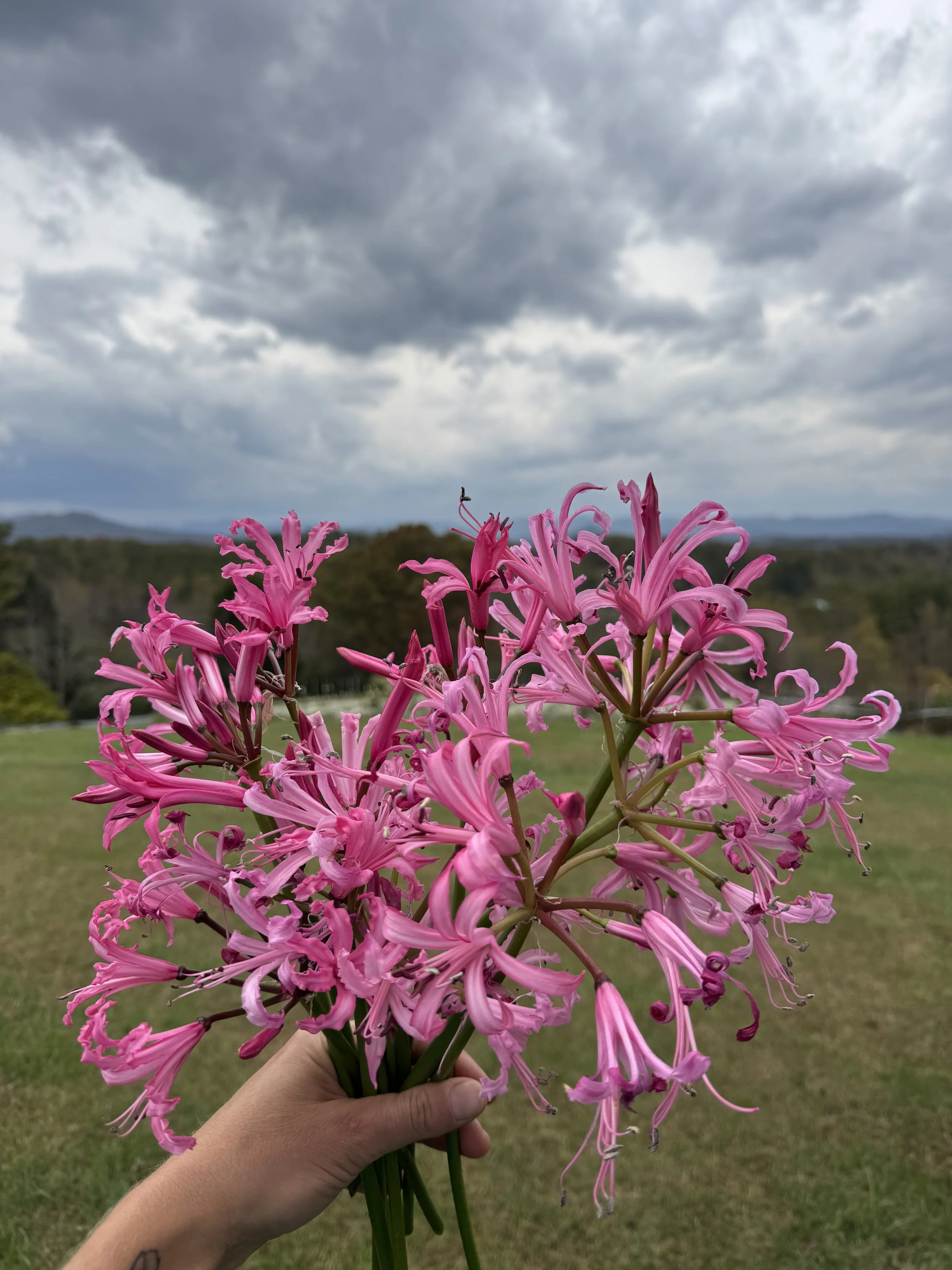 Oct, nerine lily.jpeg