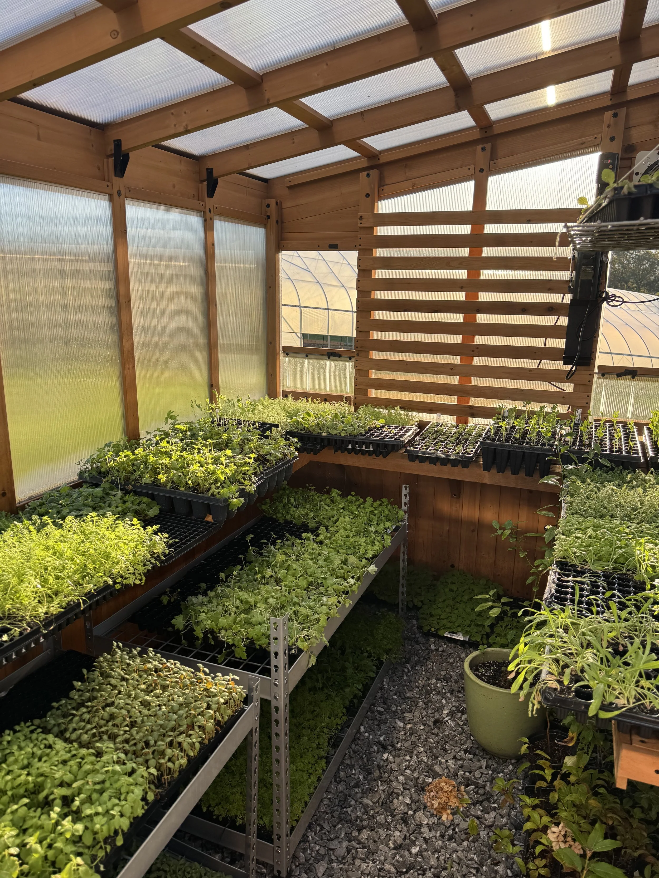 Oct, greenhouse full of hardy annuals.jpeg