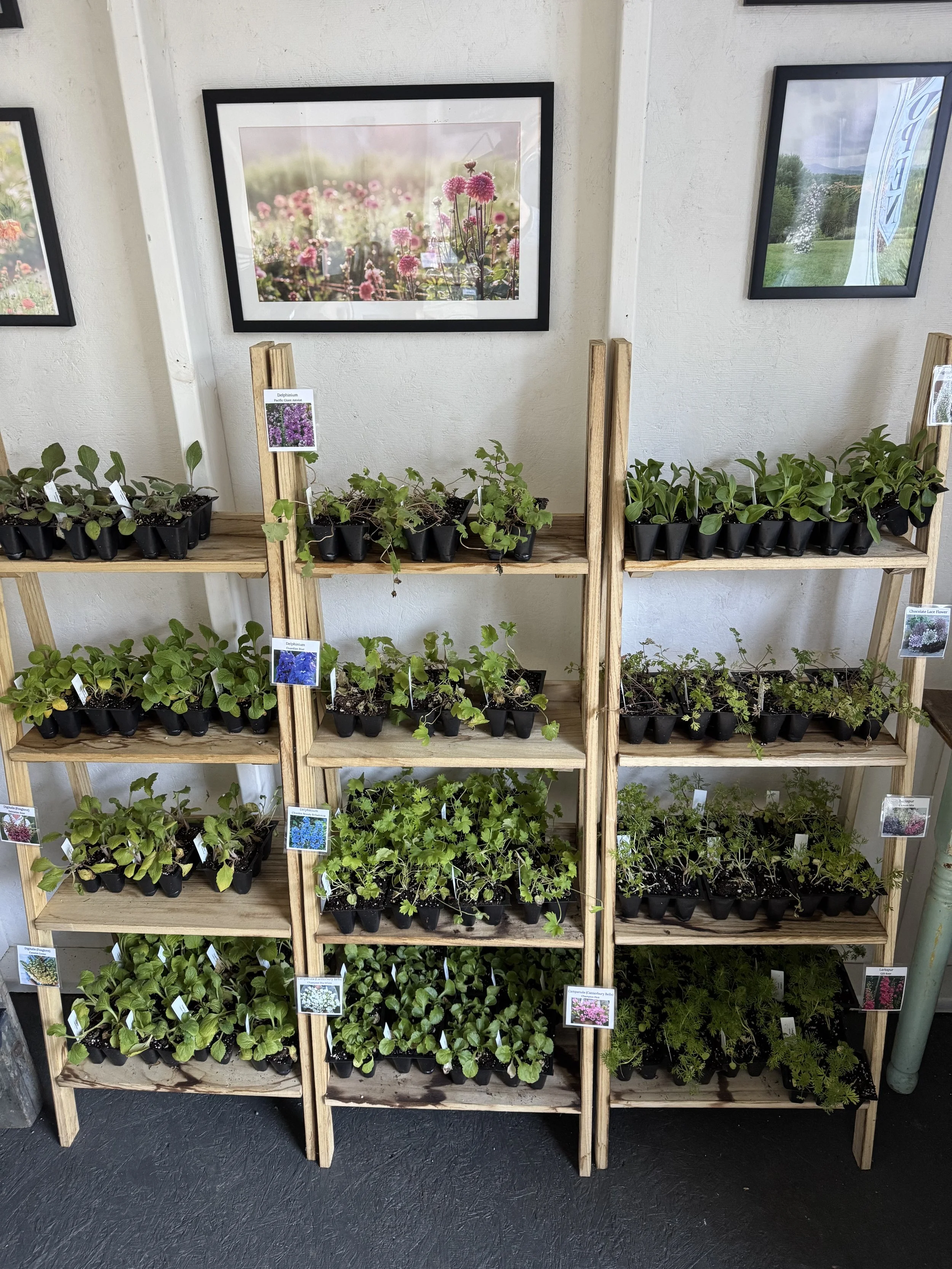 Oct, plant sale at the farmstand.jpeg