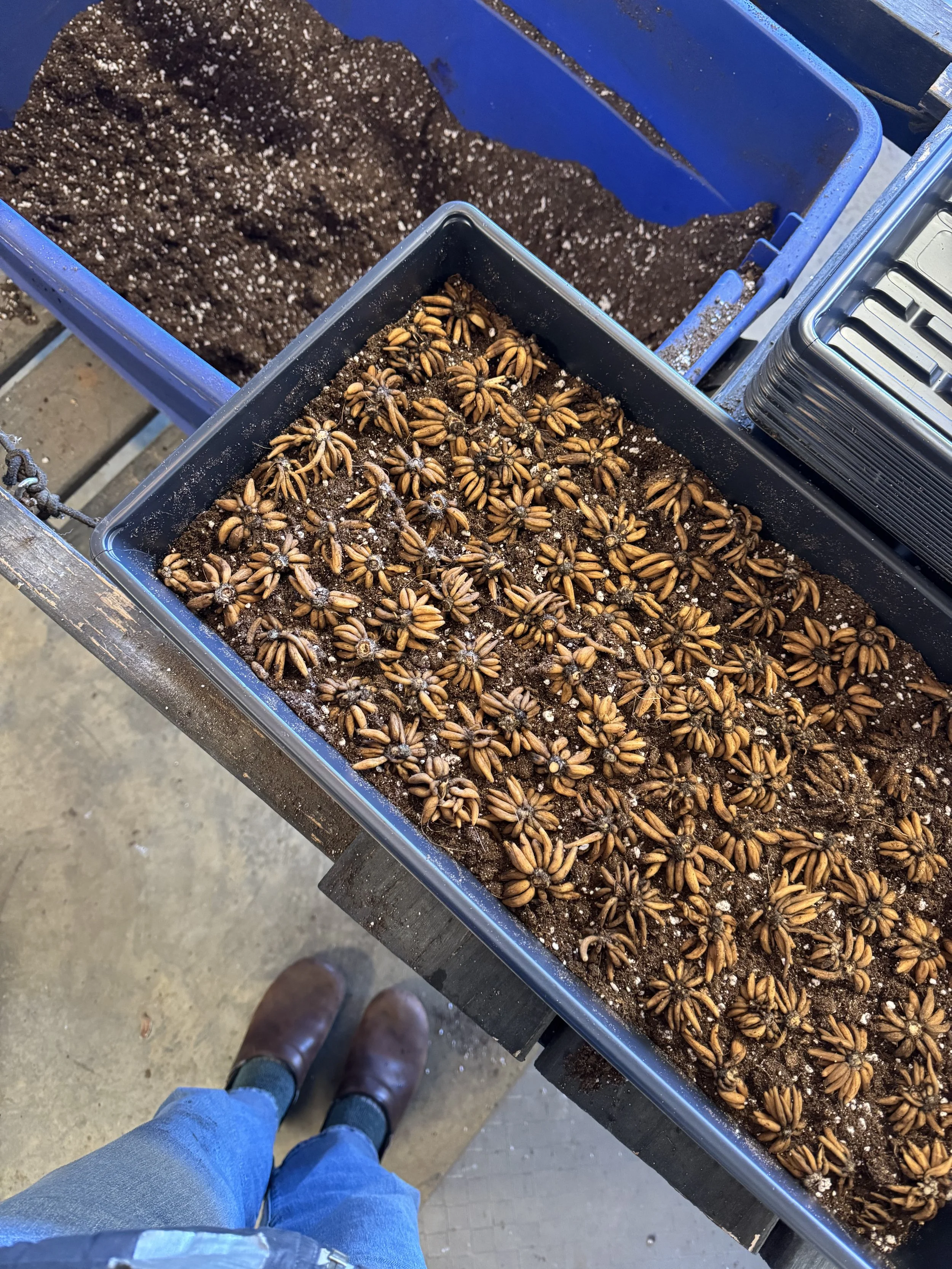 Nov, sprouting ranunculus.jpeg