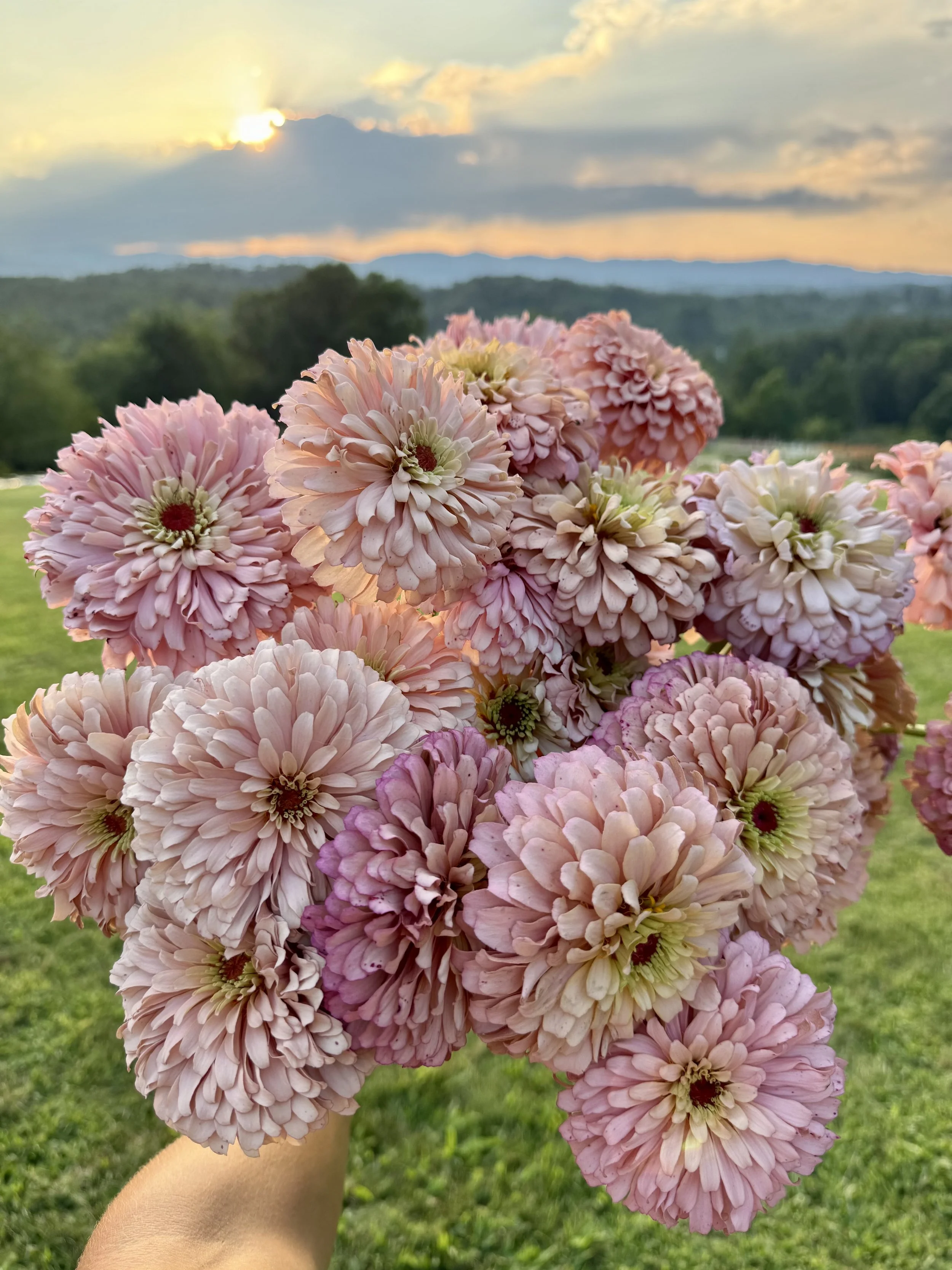 Our Year in Flowers: A Monthly Look at Flourish Flower Farm