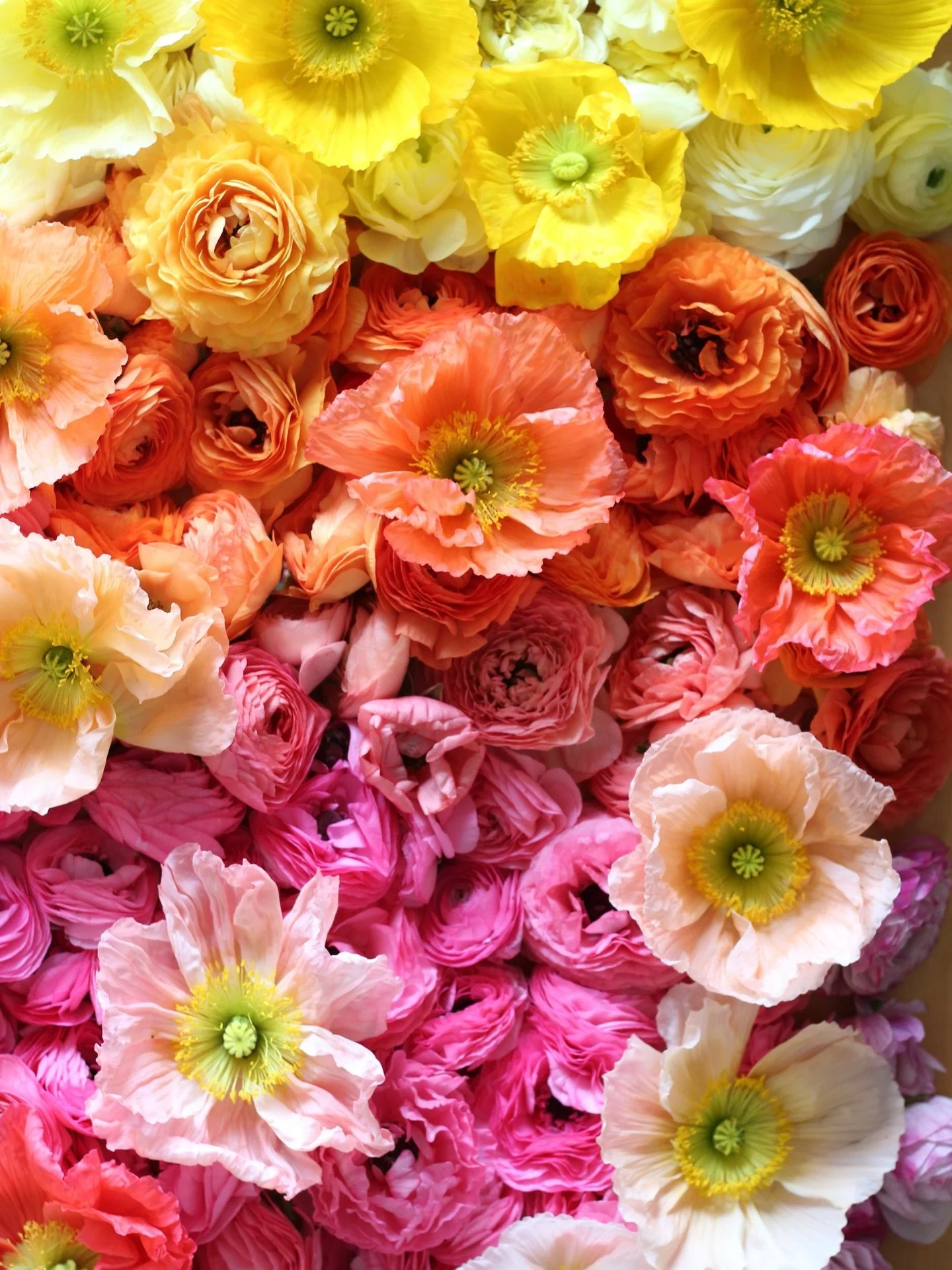 What does January look like on the farm? 
Many hours spent cozied up in front of the computer planning for the upcoming season, studying spreadsheets &amp; Quickbooks reports, dragging frozen hoses in and out of the garage to keep the plants in the h