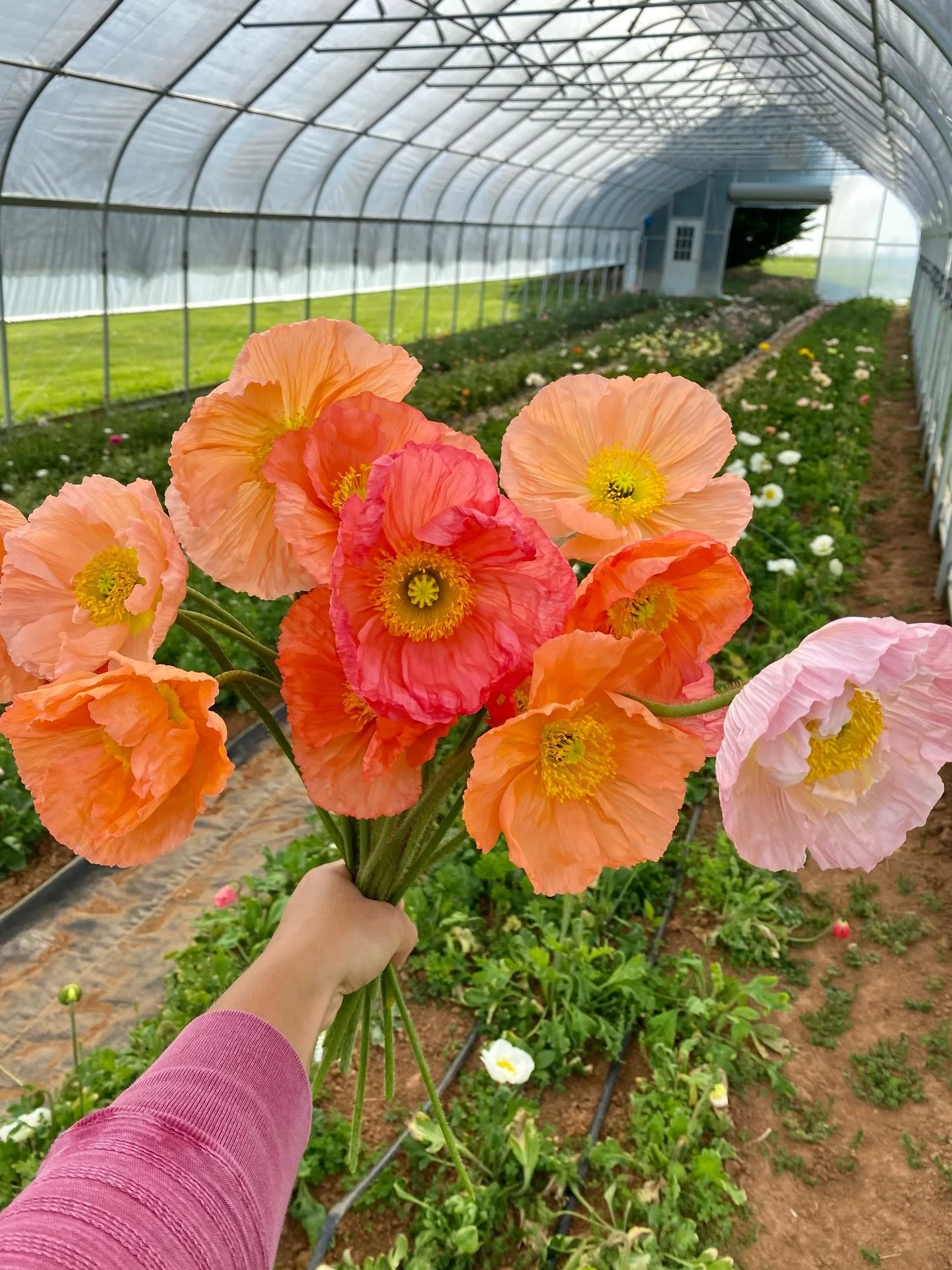 What do we do at Flourish Flower Farm?

We are a working flower farm, a wedding floral design studio, and a place for learning and experiencing beauty. 

We design seasonal wedding flowers using blooms grown right here on our farm, and we host hands-