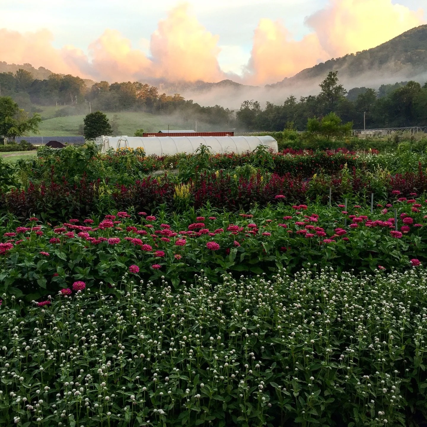 2016 was the year that Flourish really got going! 

I had been planning for most of the previous year and finally took the leap to quit my day job to flower farm full time. 

Here are just a few of the highlights&hellip;
▫️ Built 3 hoop houses by mys