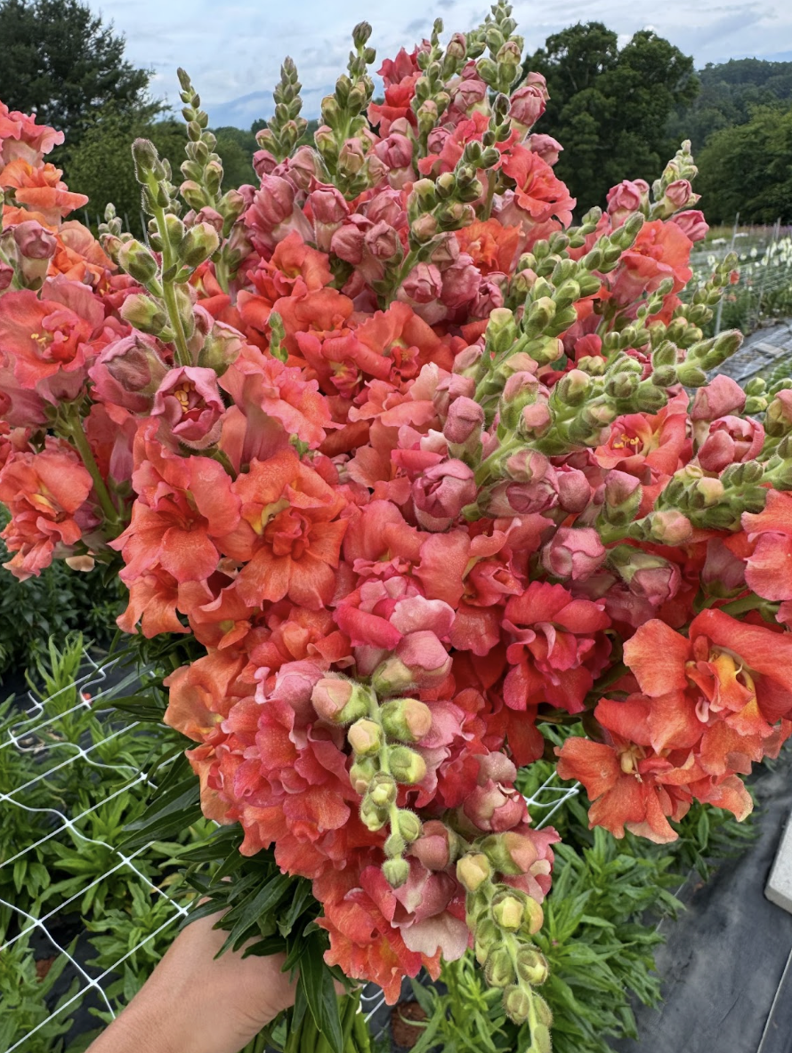 Screenshot 2026-02-24 at 1.36.39 PM.png