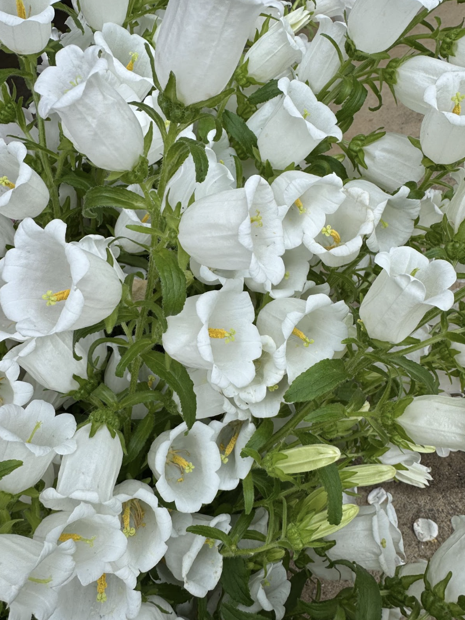 Screenshot 2026-02-24 at 1.40.41 PM.png