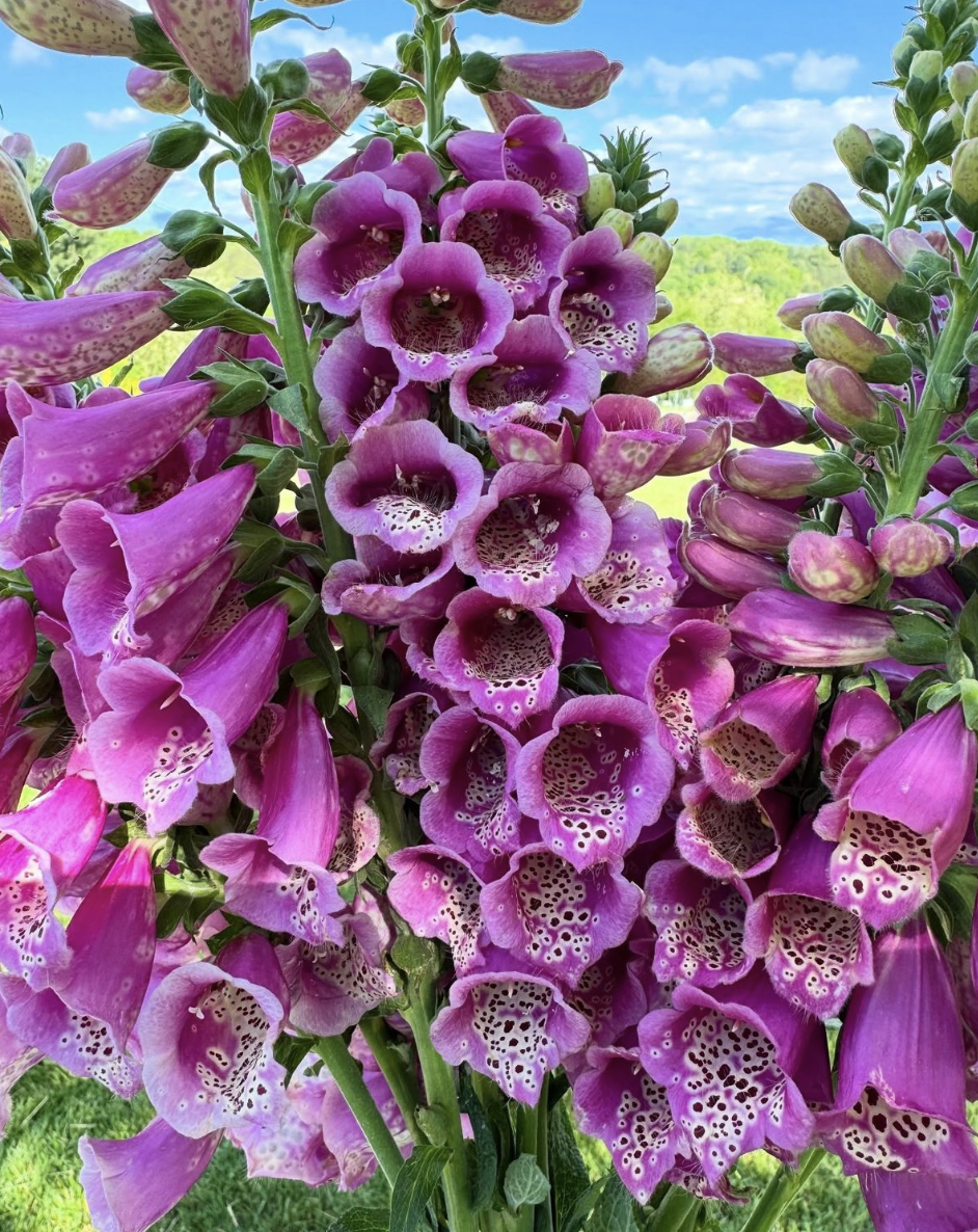 Screenshot 2026-02-24 at 1.46.32 PM.png