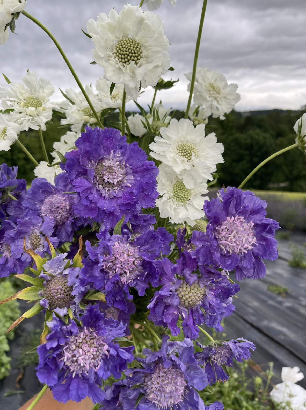 Screenshot 2026-02-24 at 1.54.16 PM.png