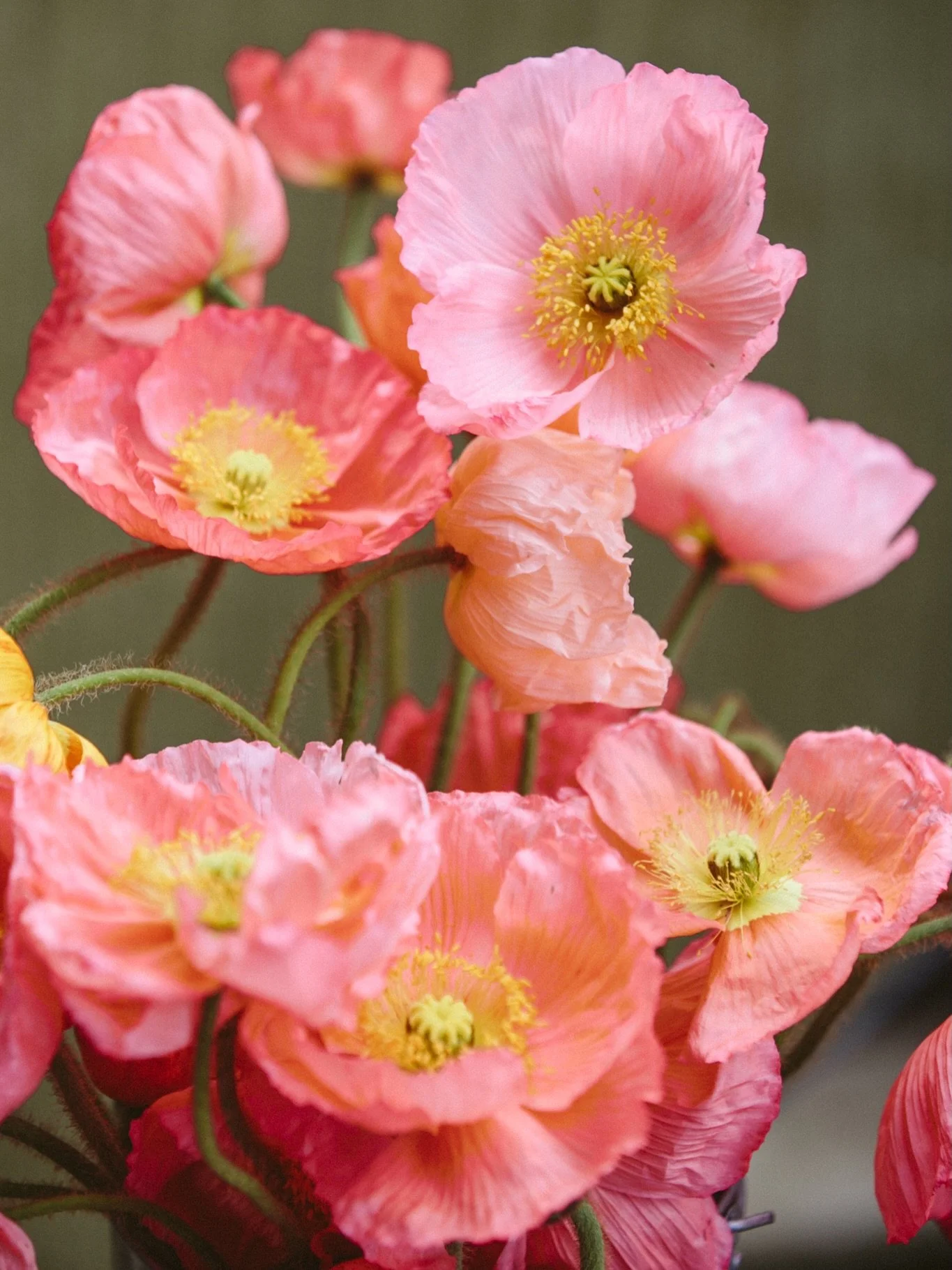 As requested, next up in this mini series: peach &amp; orange flowers 🍑🧡 This color palette is a close second favorite of mine - sometimes outshining pink.

Here are some of the peach flowers we grow on the farm:
1. Poppy &lsquo;Champagne Bubbles&r