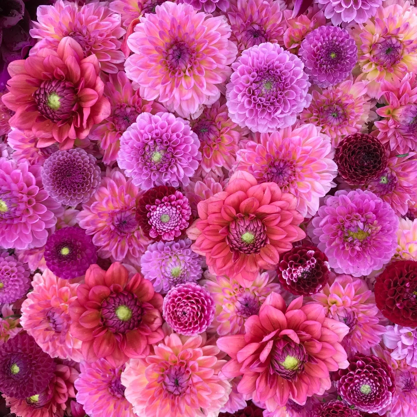 Someone told me recently that I share a lot of pink flowers, and I was like, hmm I suppose that I do. What can I say? Even though blue is my favorite color, I love pink flowers and the way that they pop. 

So in honor of pink flowers, here are some o