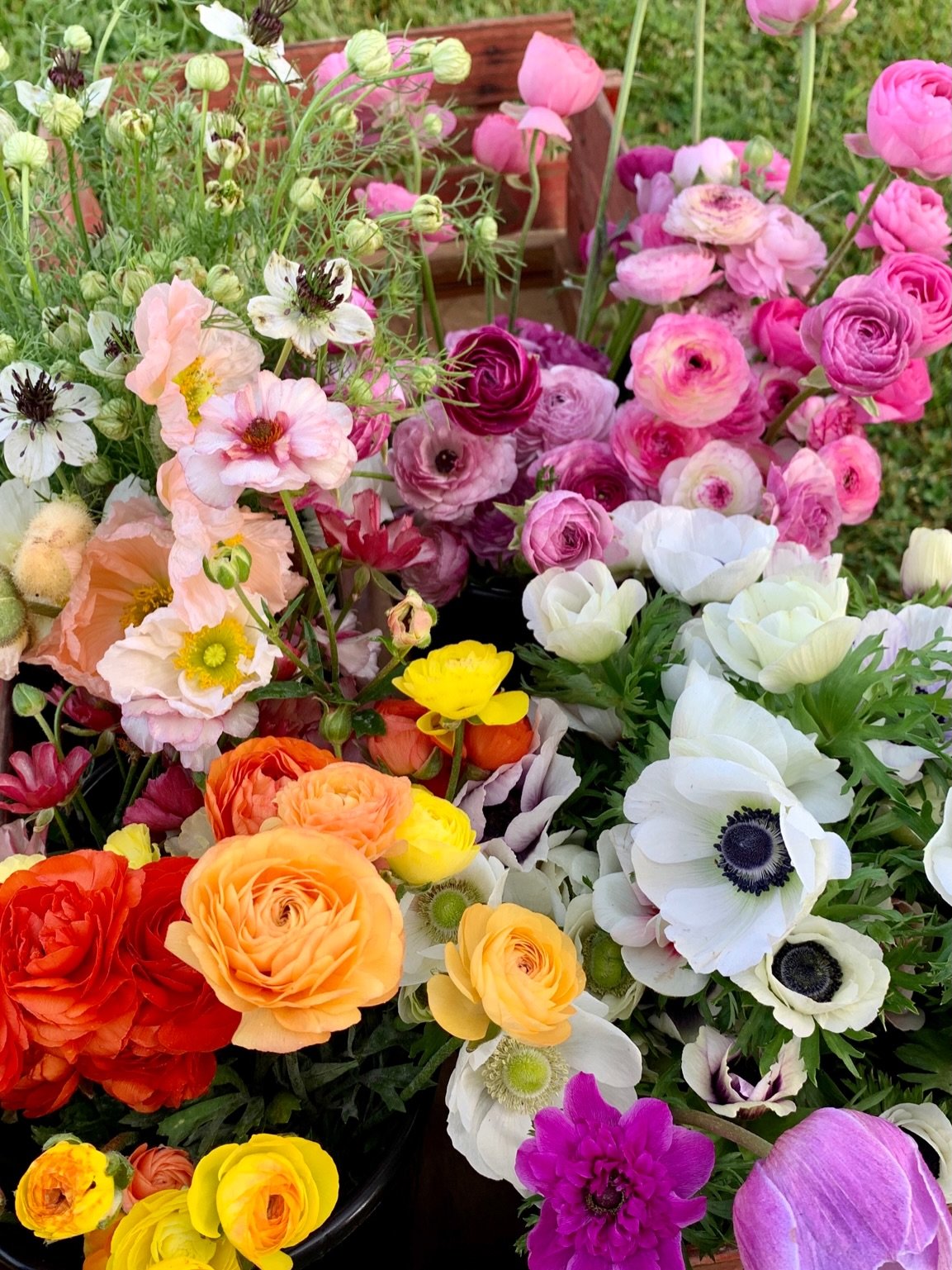 Romantic spring flowers I can&rsquo;t stop dreaming about&hellip; the soft petals and ruffled layers that make spring feel like magic. 

These are the flowers that fill our fields in April and May, and the very same ones that we design with during ou