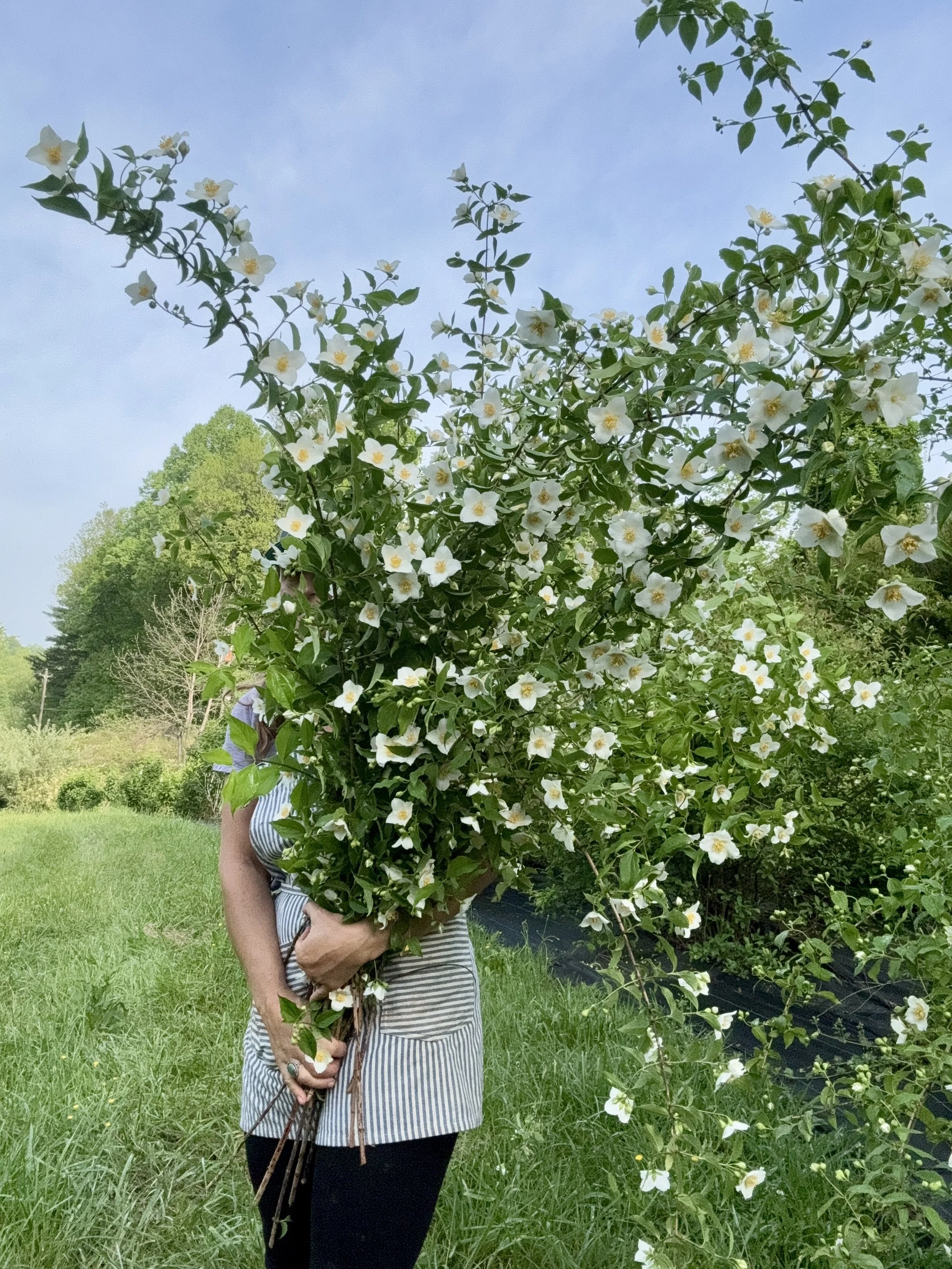 Our Top 5 Flowering Shrubs to Grow for Flower Farmers &amp; Farmer Florists