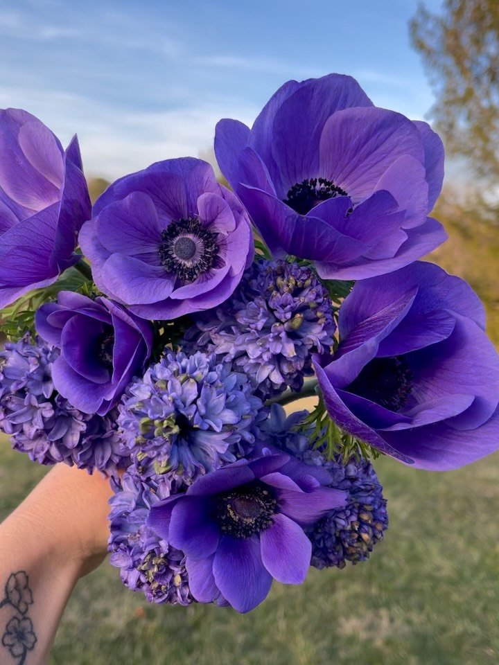 I really wish that you all could smell these gorgeous hyacinth flowers 🪻